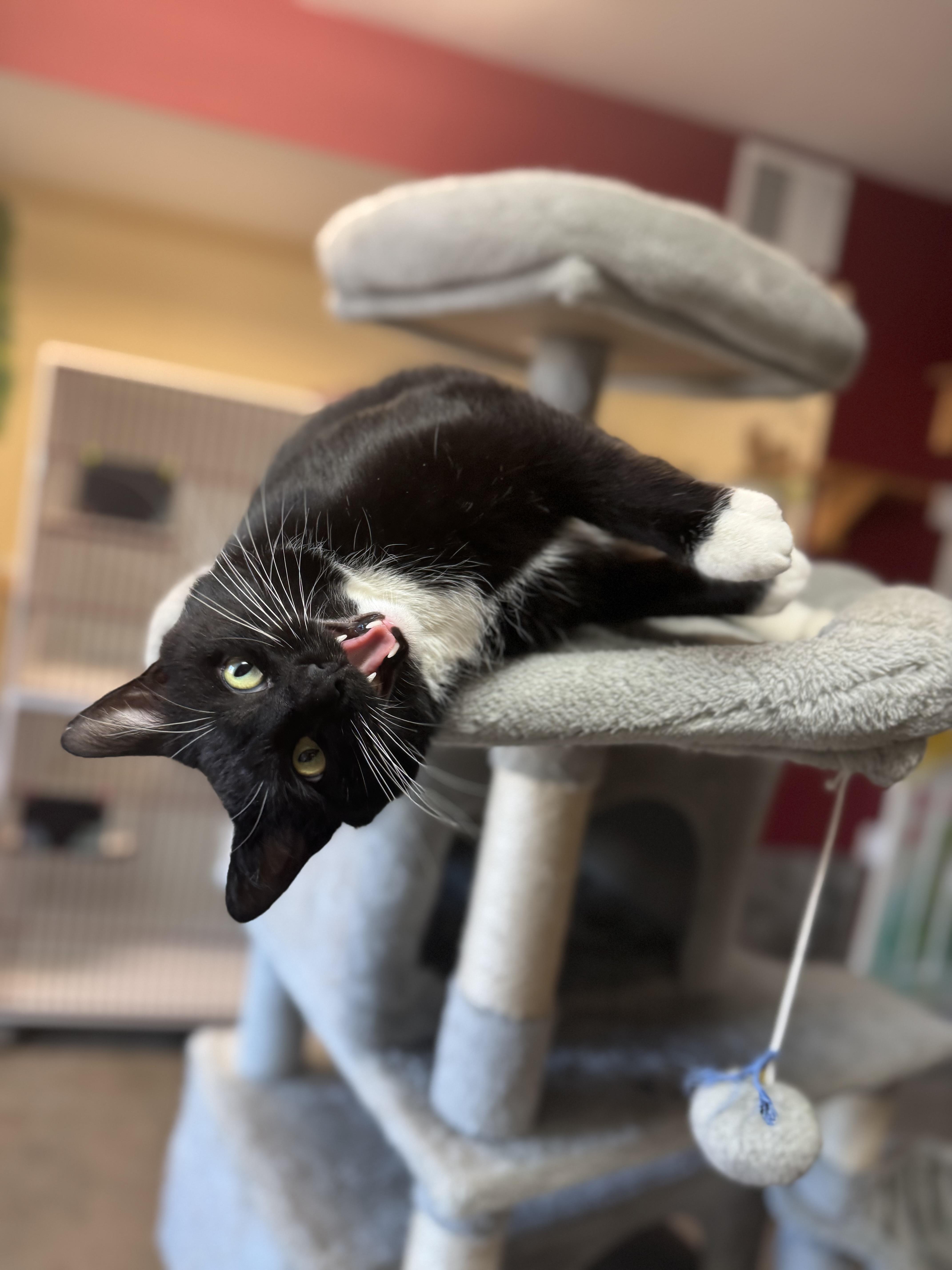 Enlarge Gatsby, a ADOPTABLE Domestic Short Hair in Tomah, WI image 2/5