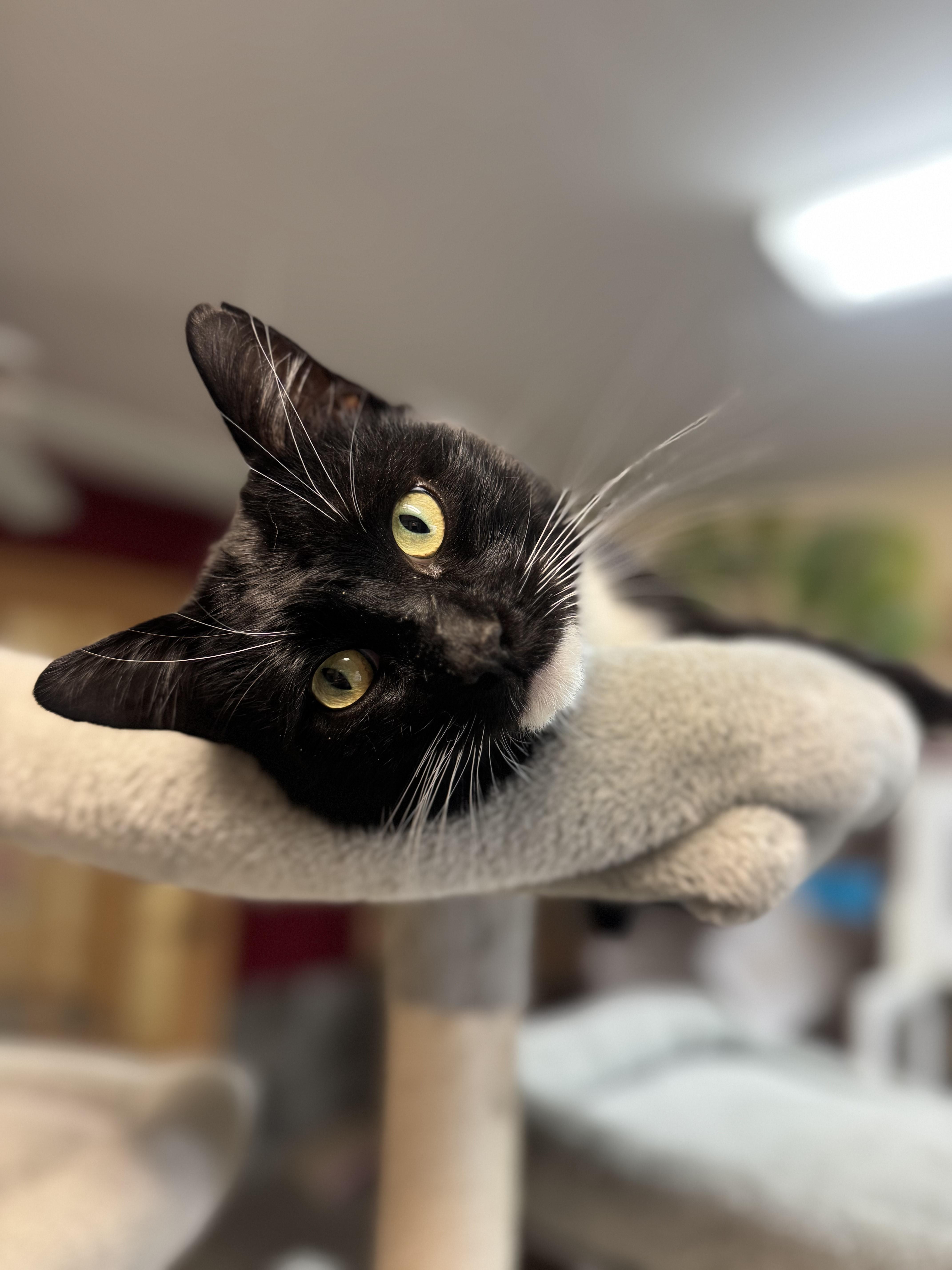 Enlarge Gatsby, a ADOPTABLE Domestic Short Hair in Tomah, WI image 1/5