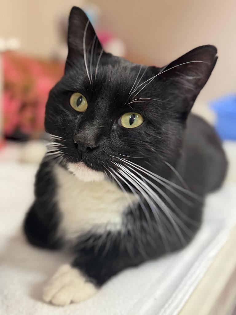 Enlarge Gatsby, a ADOPTABLE Domestic Short Hair in Tomah, WI image 2/5