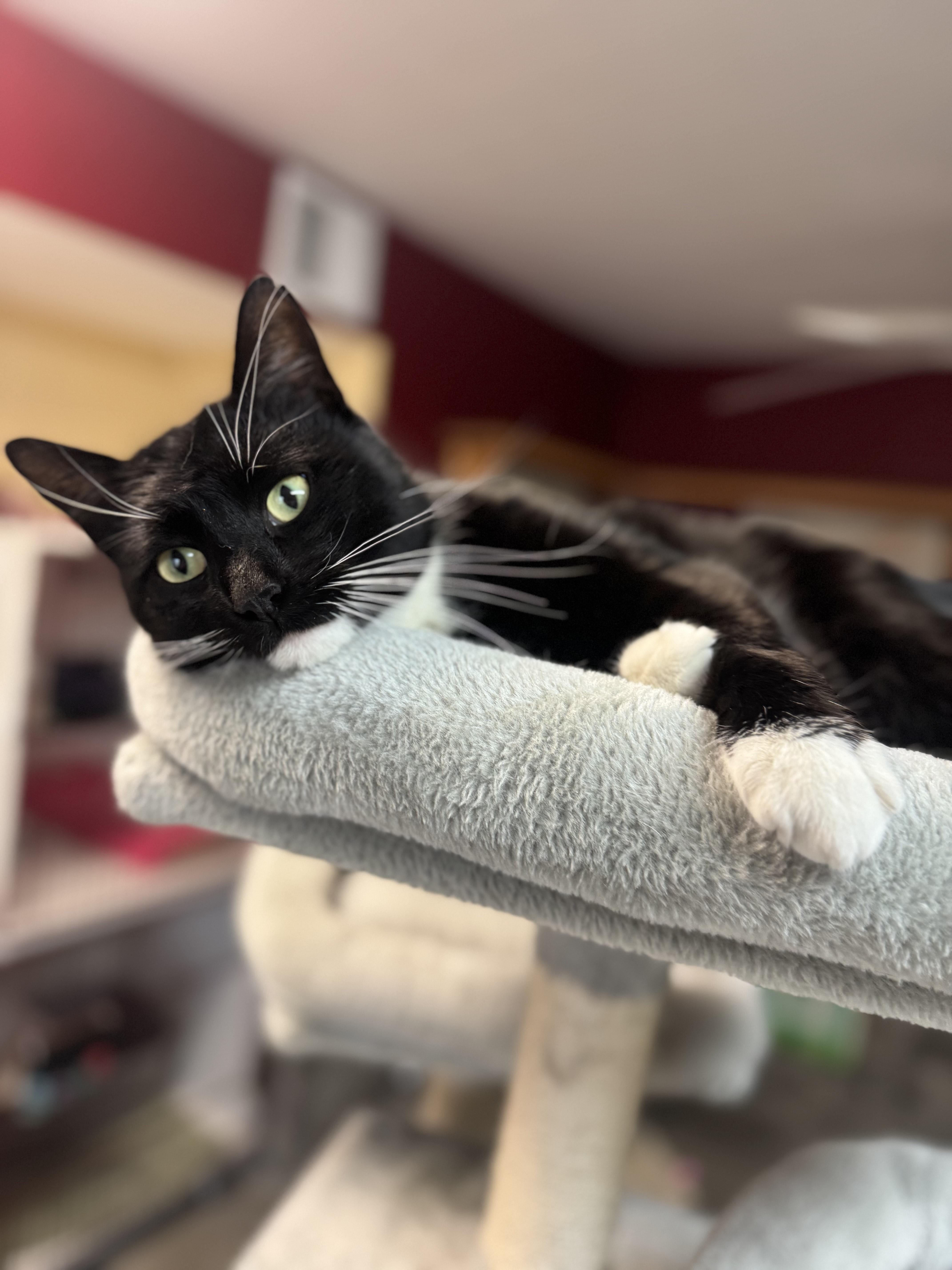 Enlarge Gatsby, a ADOPTABLE Domestic Short Hair in Tomah, WI image 3/5
