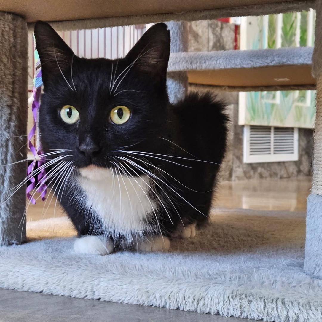 Gatsby, ADOPTABLE, Adult Male Domestic Short Hair.