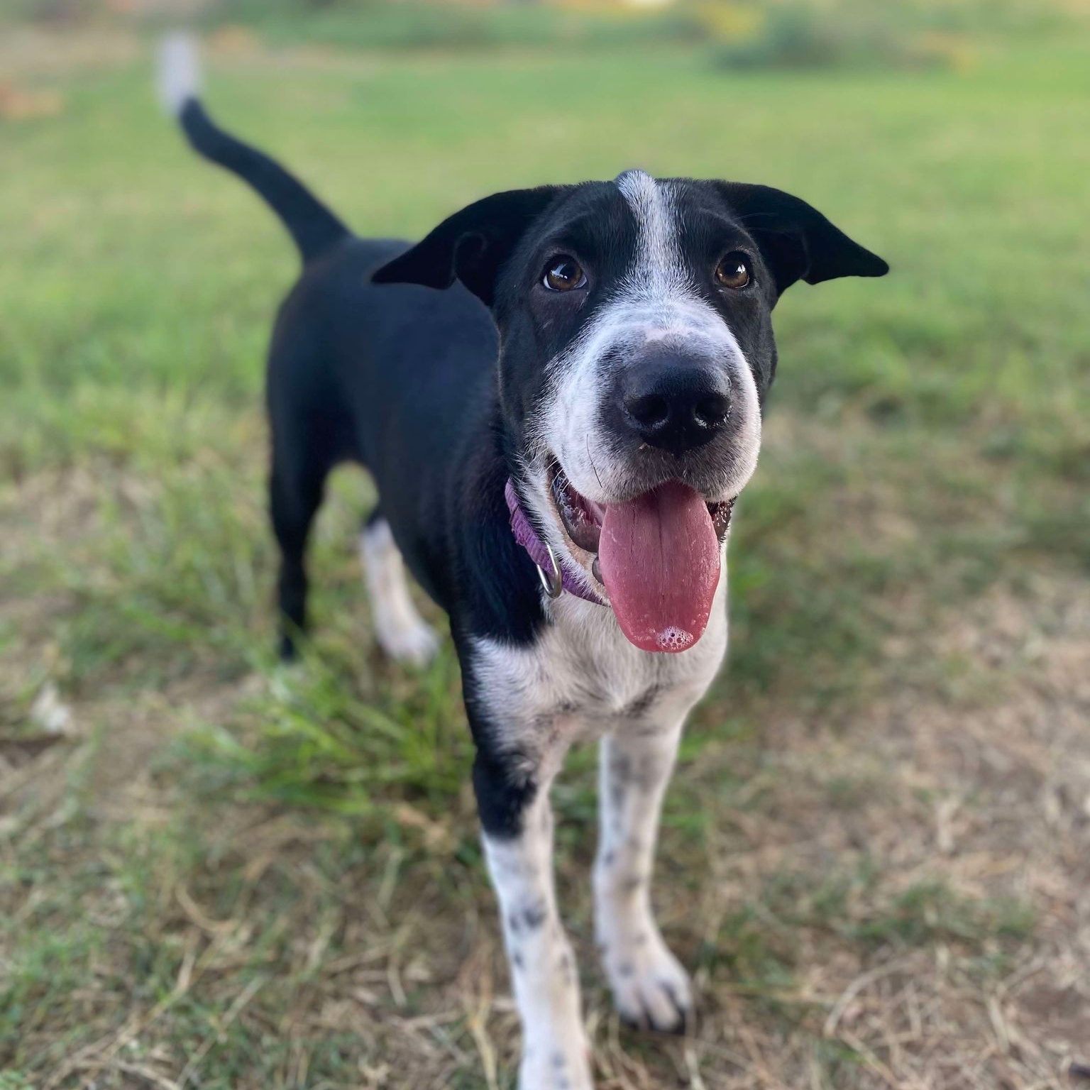 Dog for adoption MacyCat, kid and dog friendly!, an Australian