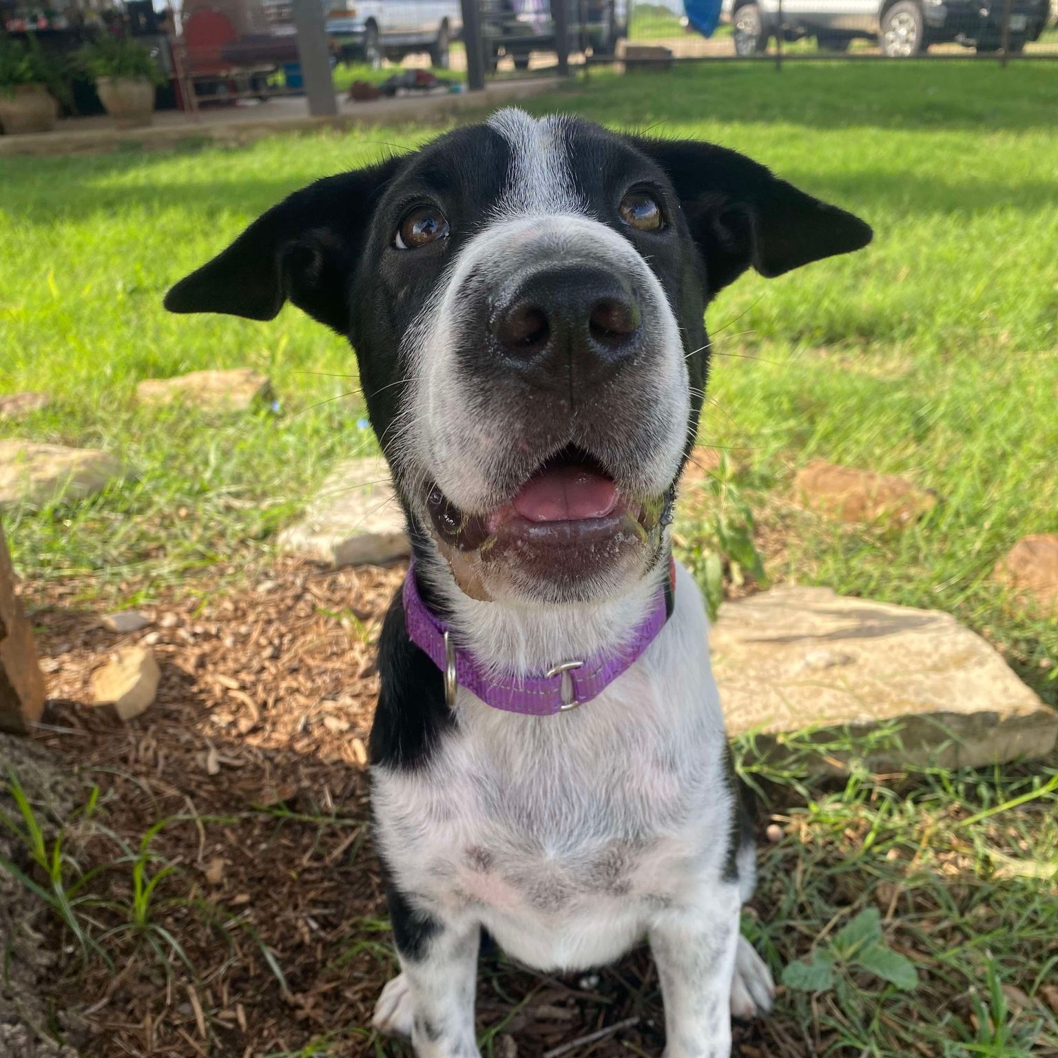 Dog for adoption MacyCat, kid and dog friendly!, an Australian