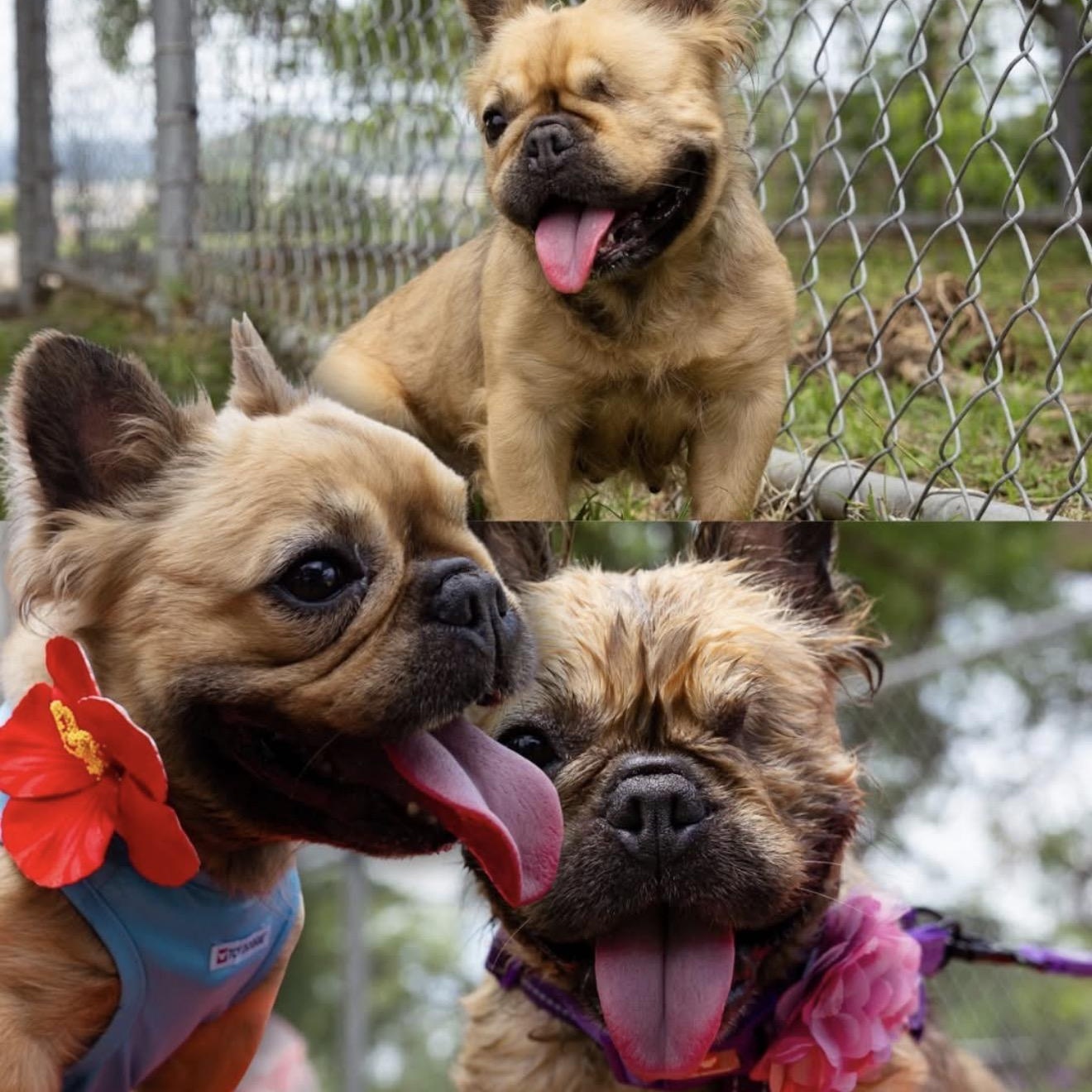 Enlarge Evee, a Adoptable mixed breed in Douglas, MA image 4/6