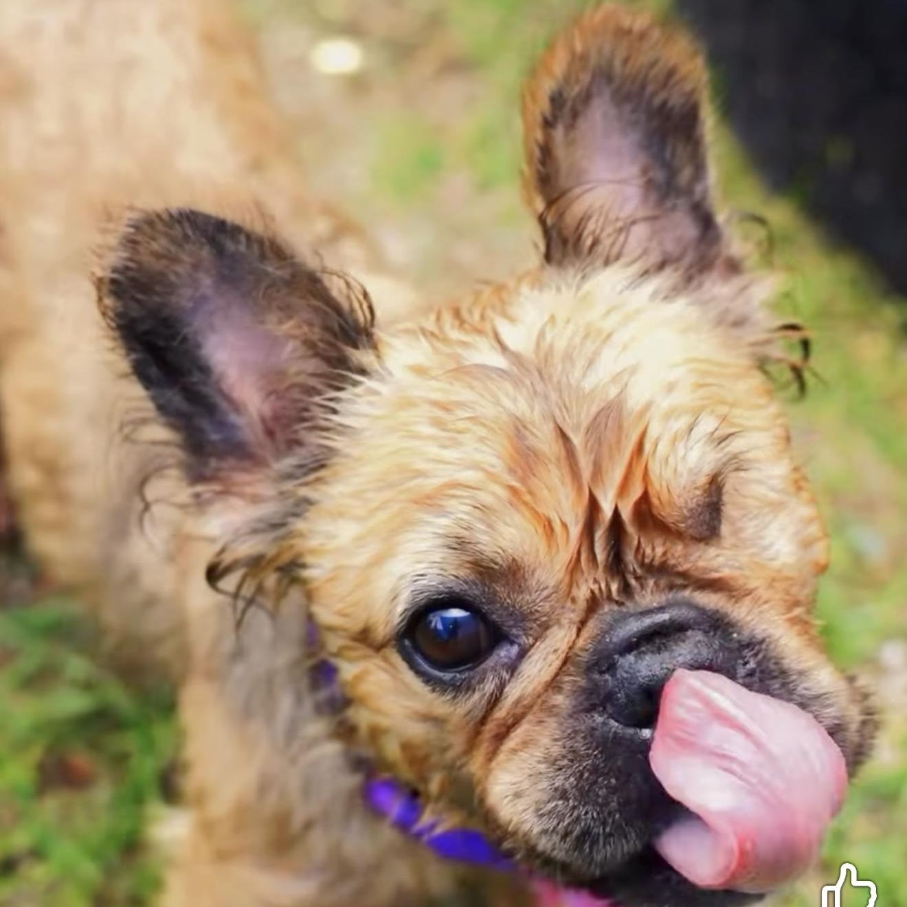 Enlarge Evee, a Adoptable mixed breed in Douglas, MA image 2/6