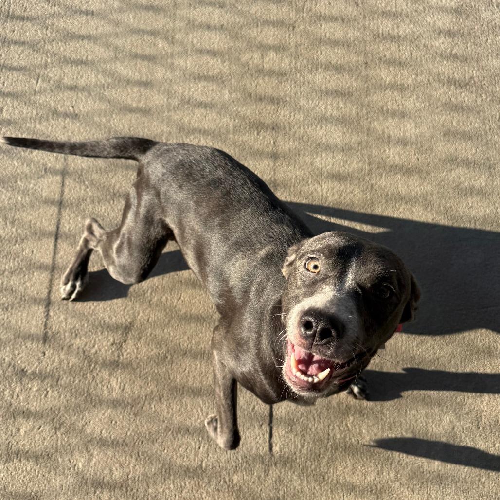 Enlarge Felicia, a Adoptable Mixed Breed in Emporia, KS image 1/5