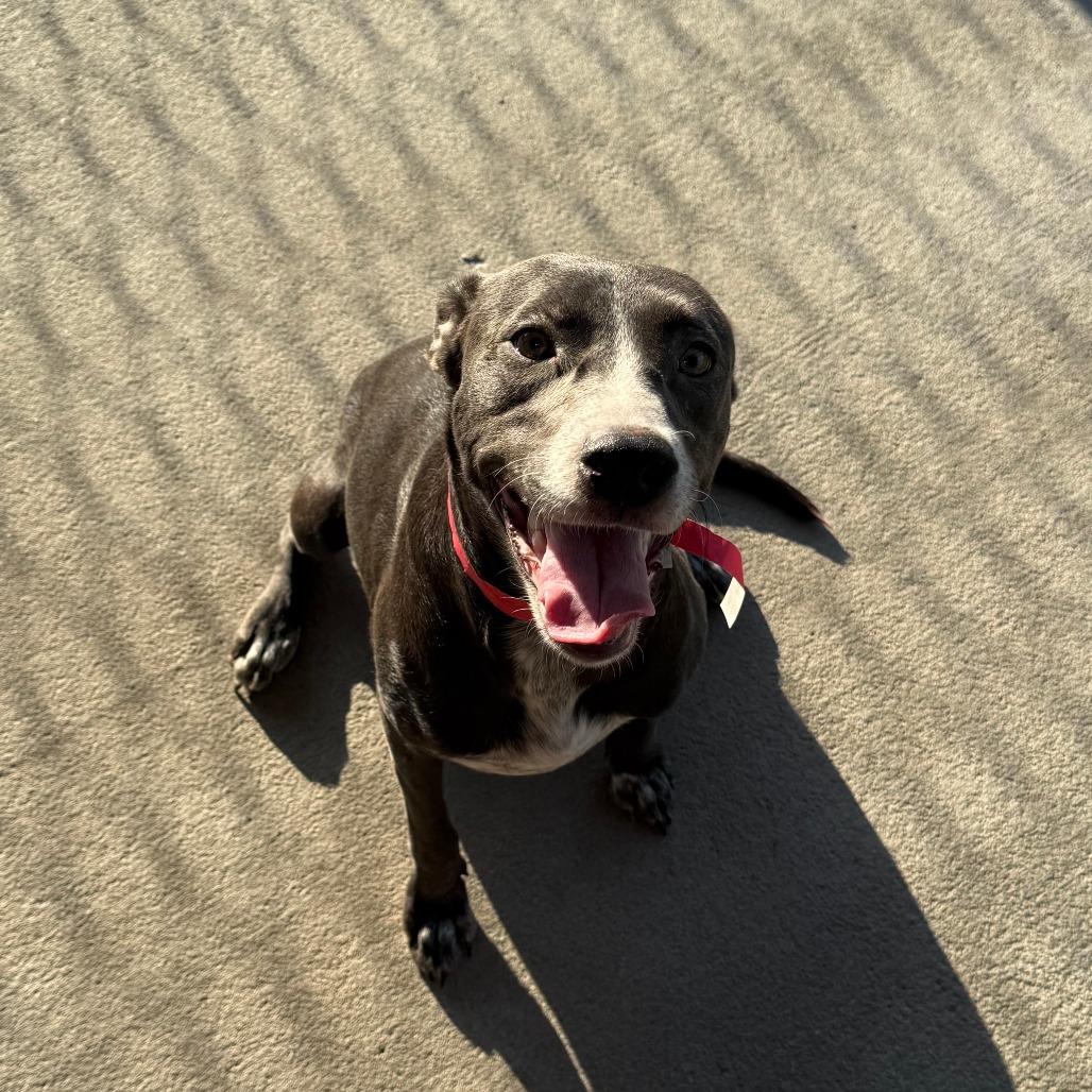 Enlarge Felicia, a Adoptable Mixed Breed in Emporia, KS image 2/5