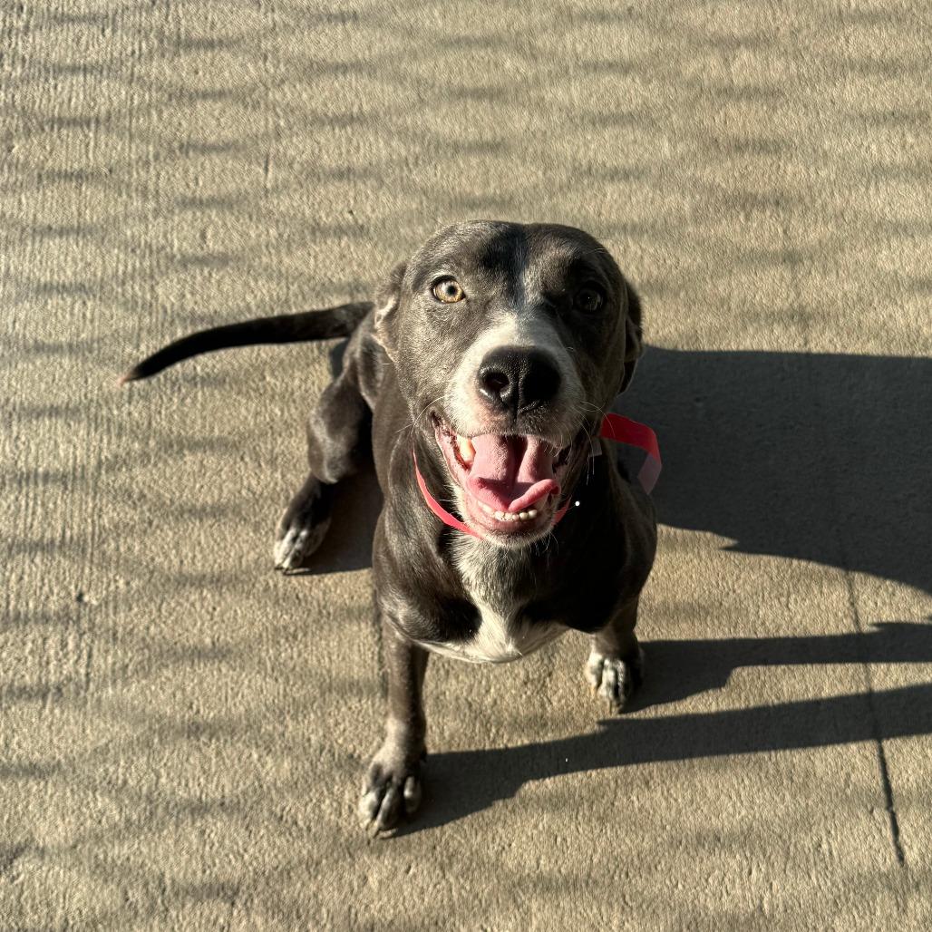 Enlarge Felicia, a Adoptable Mixed Breed in Emporia, KS image 3/5