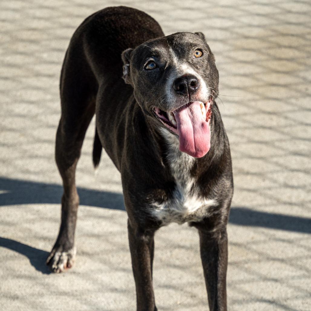Enlarge Felicia, a Adoptable Mixed Breed in Emporia, KS image 4/5