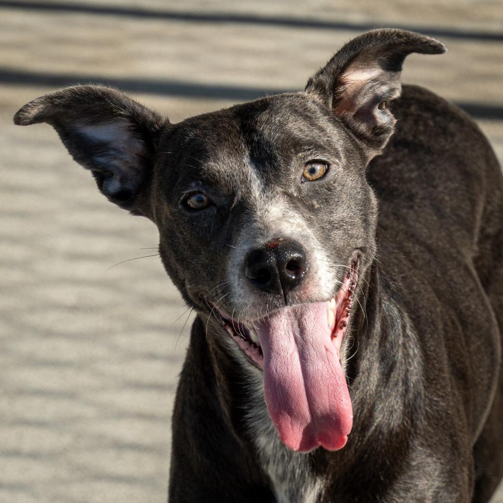Enlarge Felicia, a Adoptable Mixed Breed in Emporia, KS image 5/5