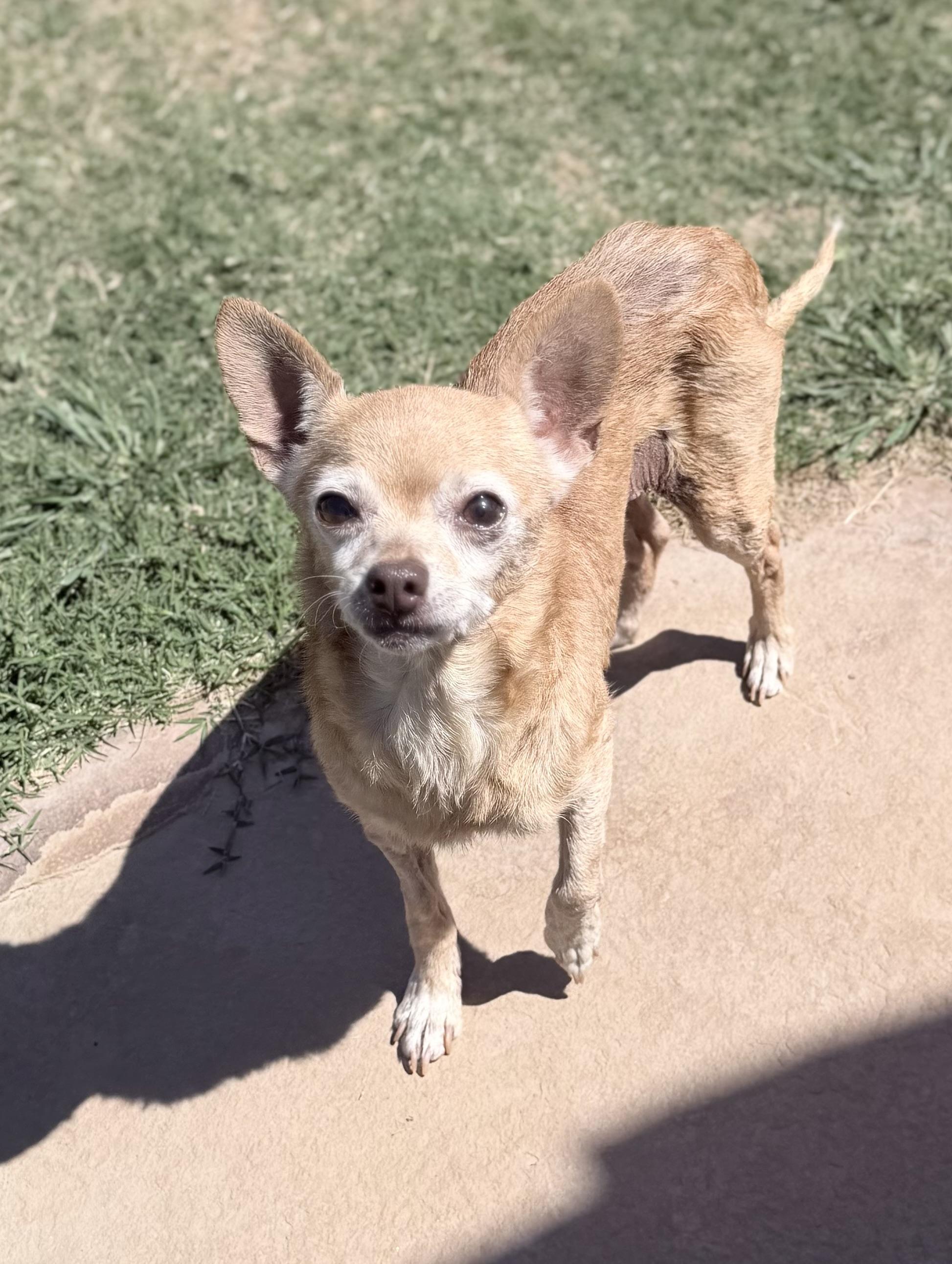 Enlarge Sister, a Adoptable Chihuahua in Indianapolis, IN image 3/6