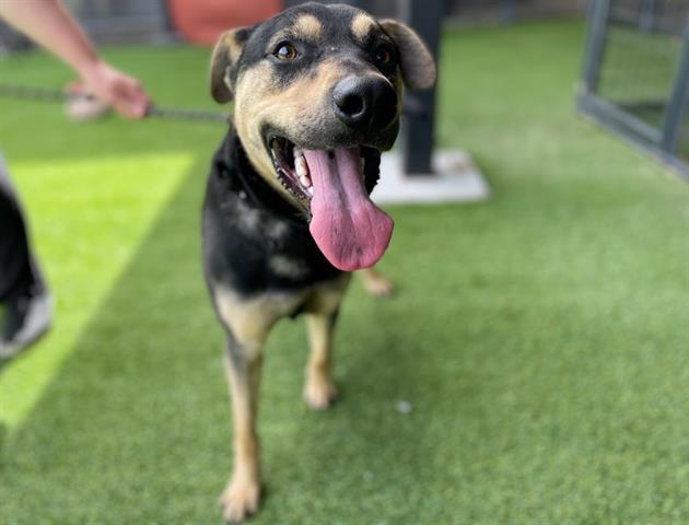 Enlarge ELOTE ASADO, a Adoptable German Shepherd Dog in Garland, TX image 1/1