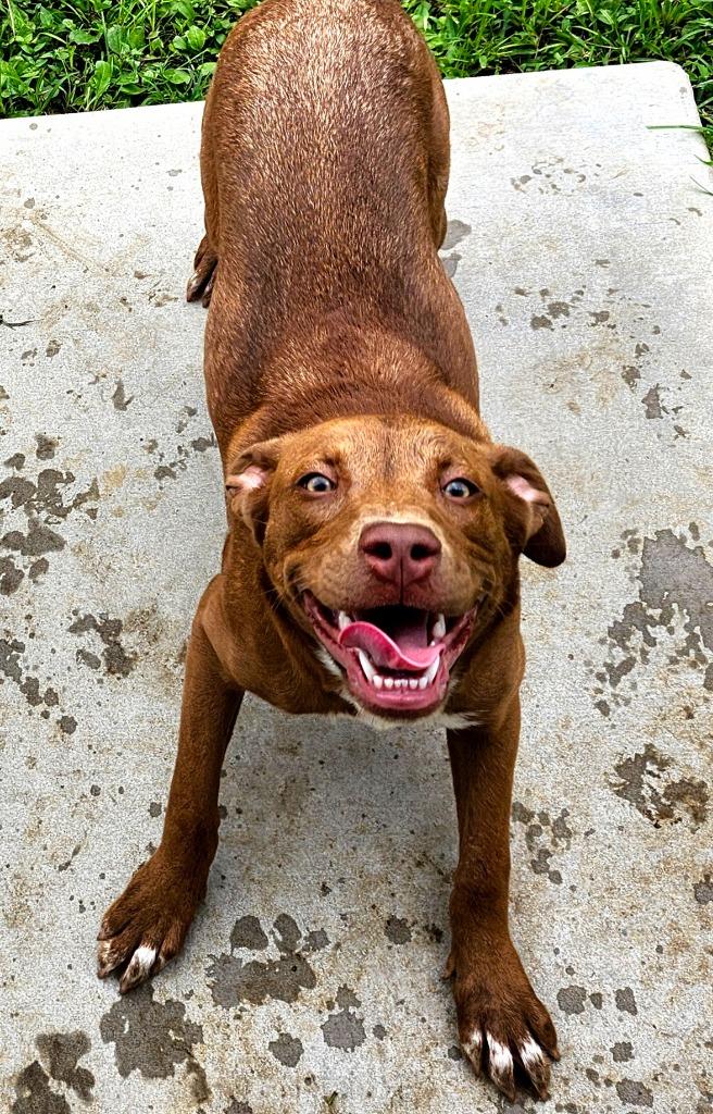 Enlarge Buffy, a Adopted mixed breed in Shelbyville, TN image 2/2