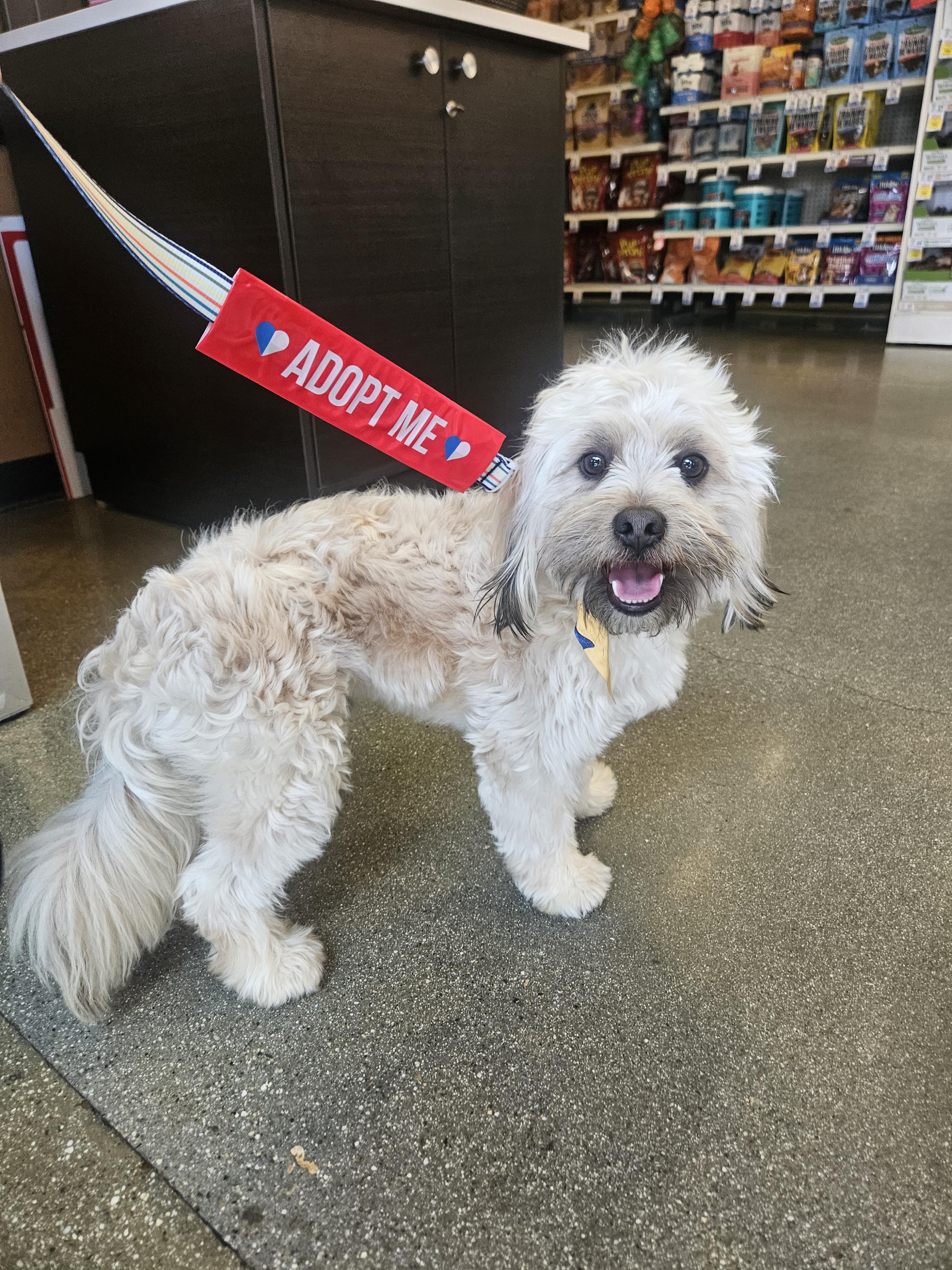 Guero, adopted, Adult Male Maltipoo.