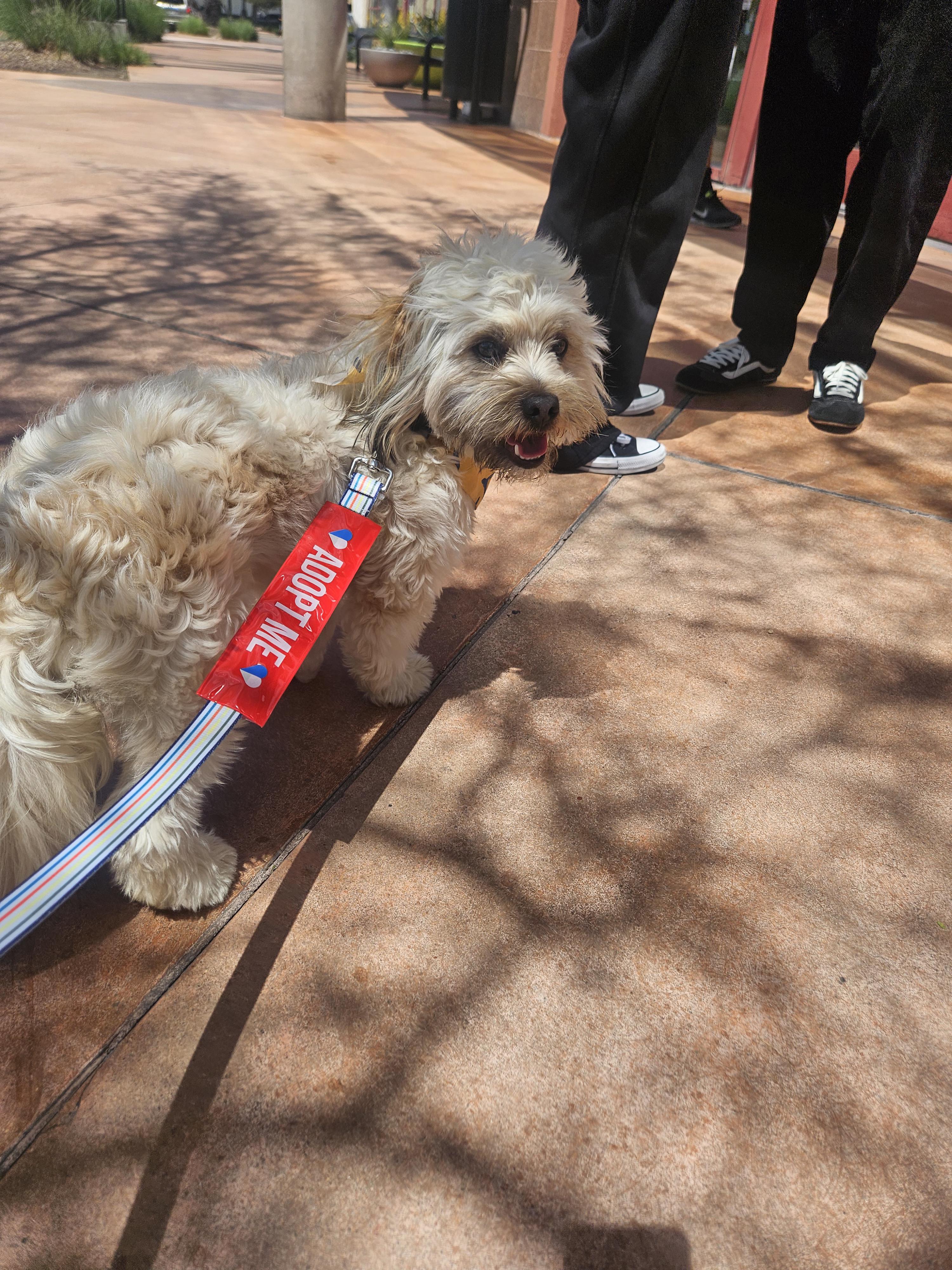 Enlarge Guero, an adopted Maltipoo in Los Angeles, CA image 2/3