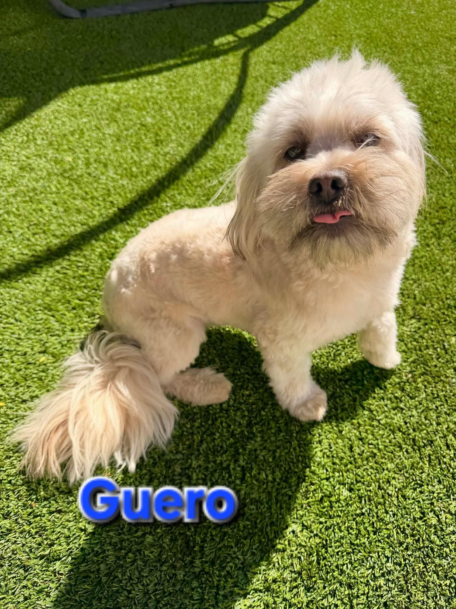 Enlarge Guero, an adopted Maltipoo in Los Angeles, CA image 3/3