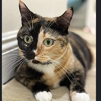 Enlarge *** Taro, a Adoptable Domestic Short Hair in Oceanside, CA image 1/1