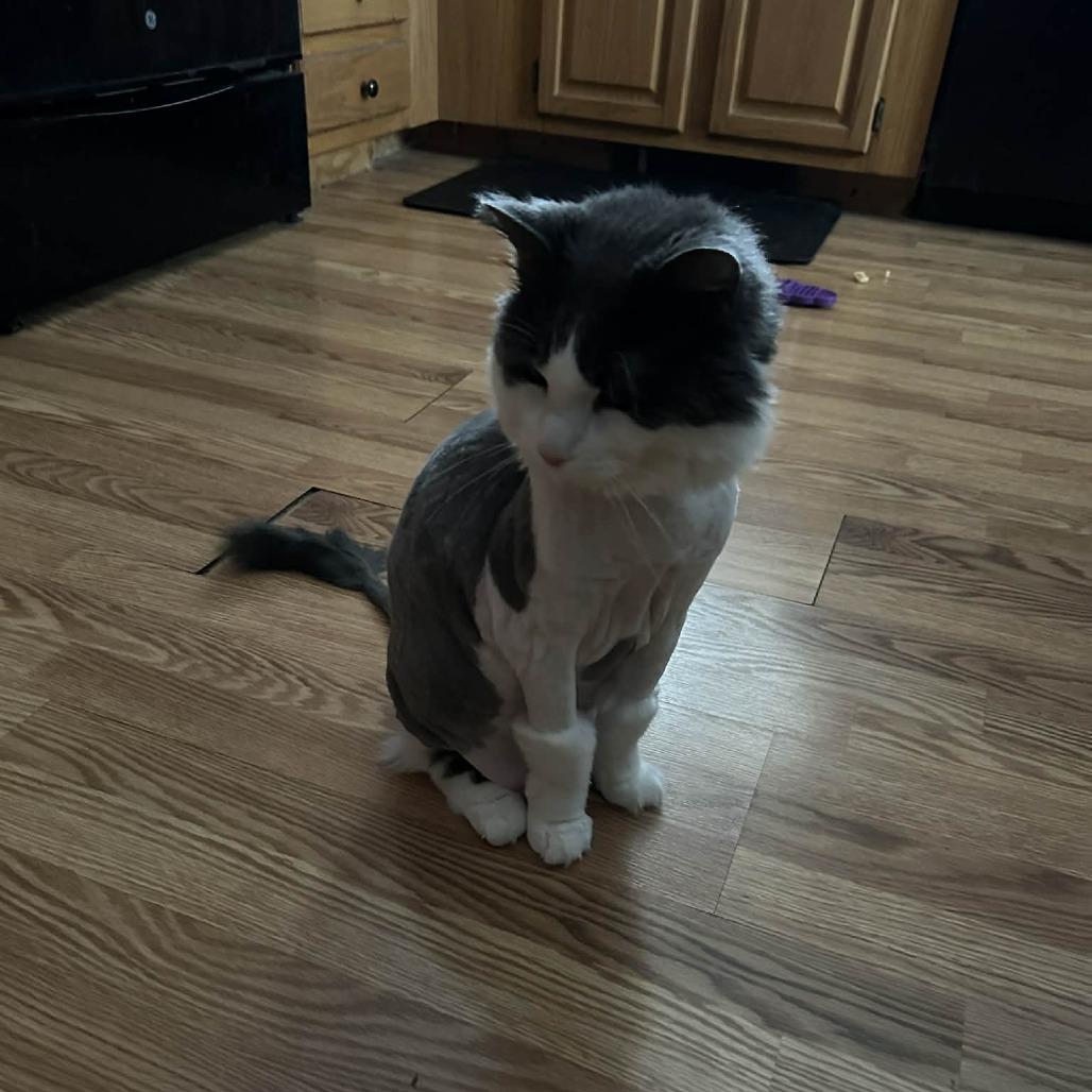 Enlarge Elly, a Adoptable Domestic Medium Hair in Bedford, NH image 1/3