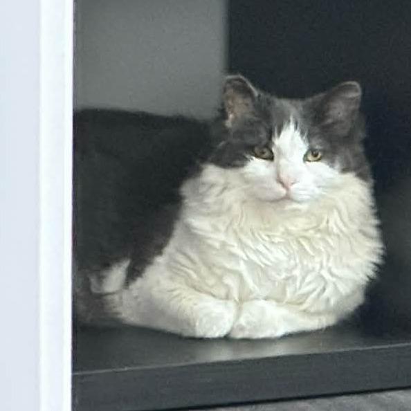 Enlarge Elly, a Adoptable Domestic Medium Hair in Bedford, NH image 3/3