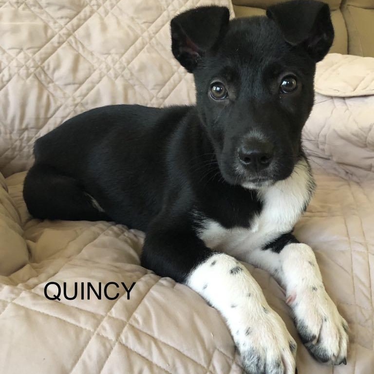Quincy, Baby Male Mixed Breed