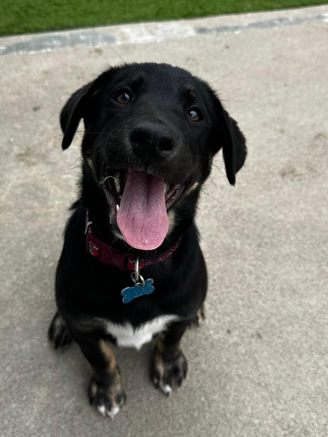 Stefan, a Adoptable mixed breed in Cedar Rapids, IA image 1/6