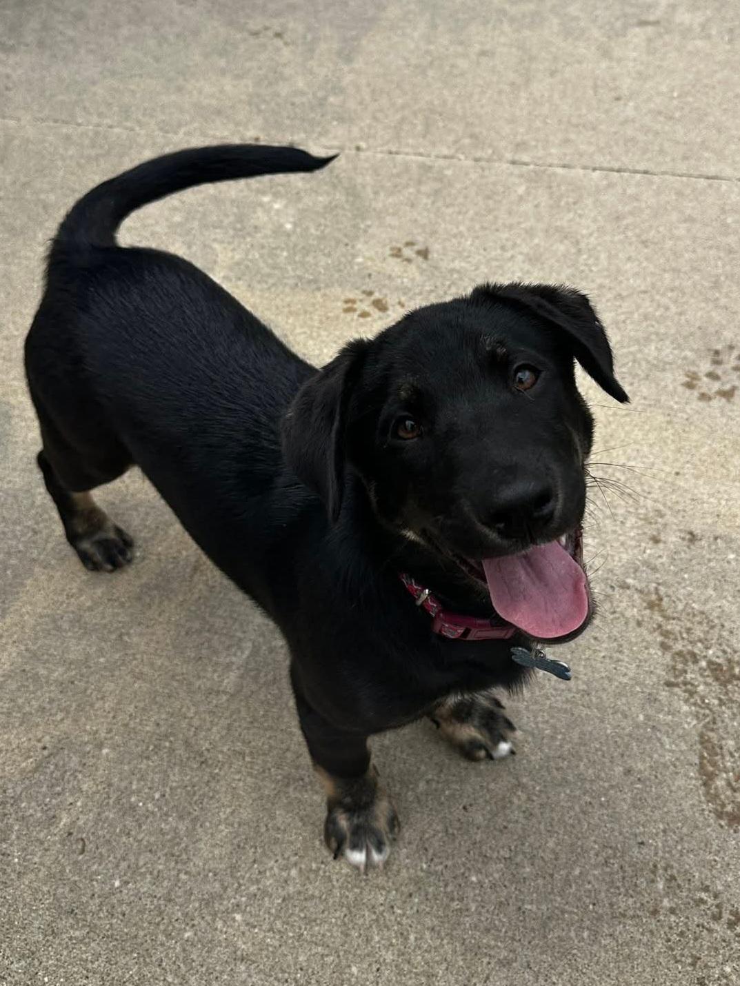 Stefan, a Adoptable mixed breed in Cedar Rapids, IA image 2/6