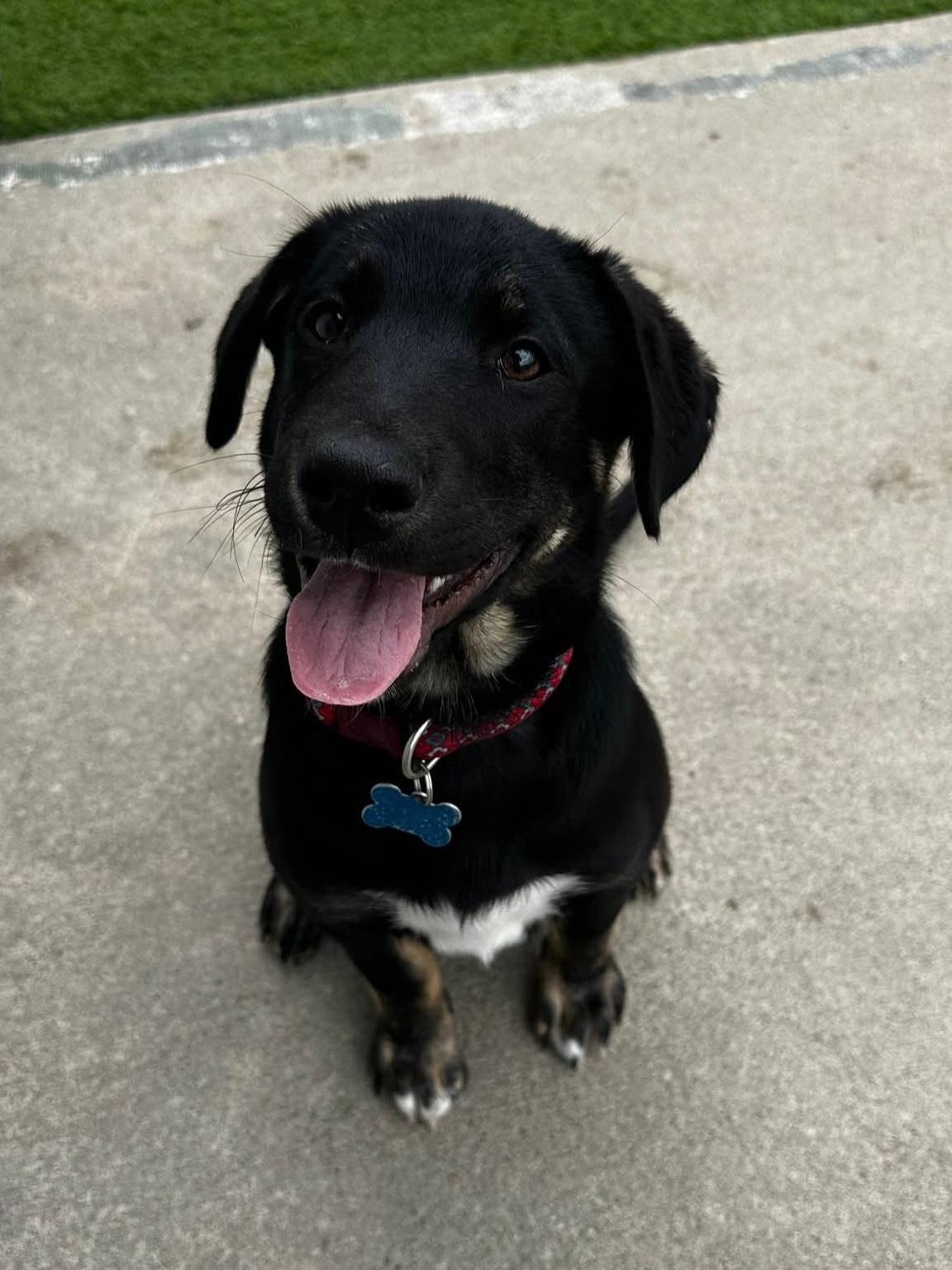 Stefan, a Adoptable mixed breed in Cedar Rapids, IA image 4/6