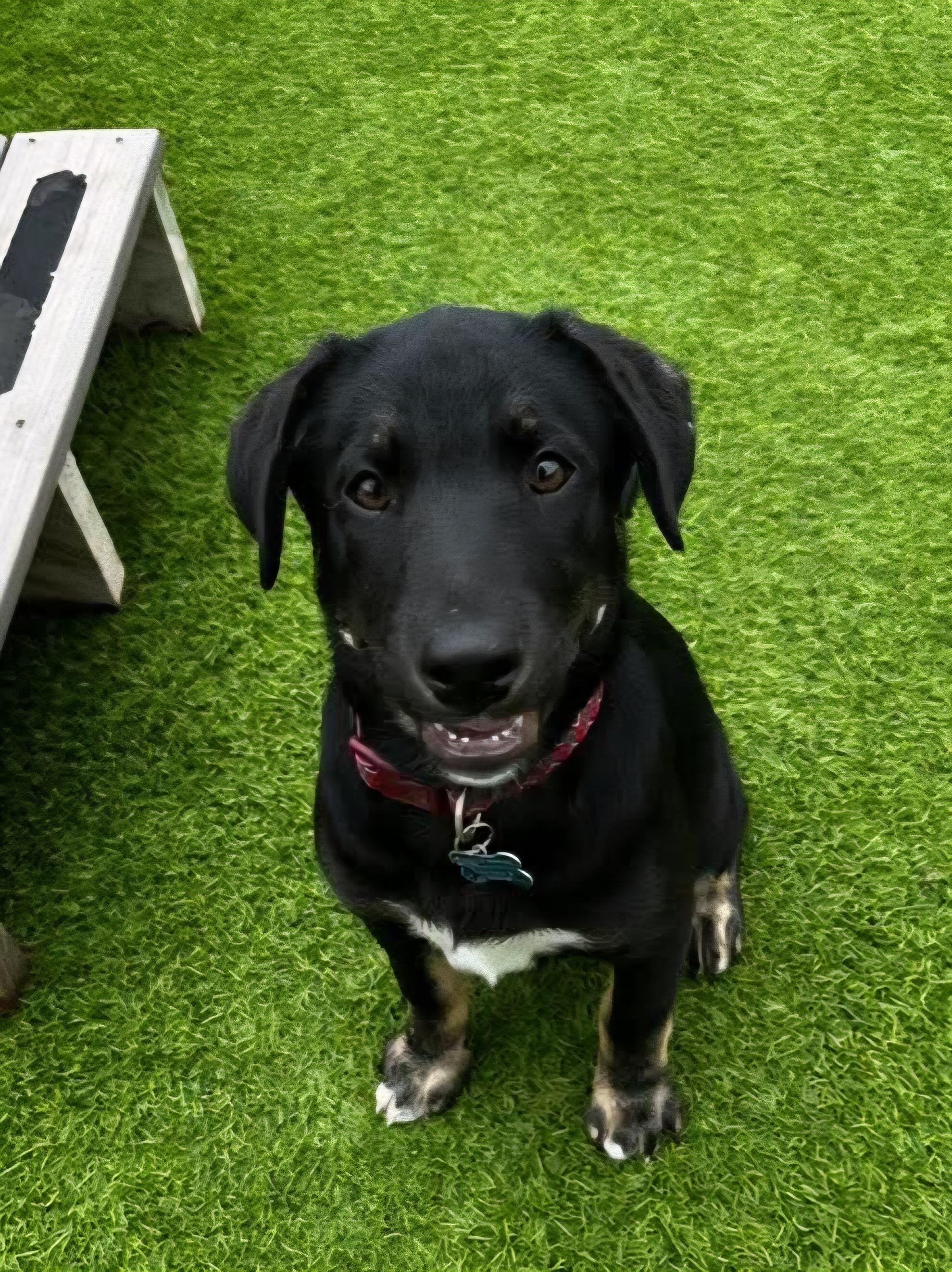 Stefan, a Adoptable mixed breed in Cedar Rapids, IA image 5/6