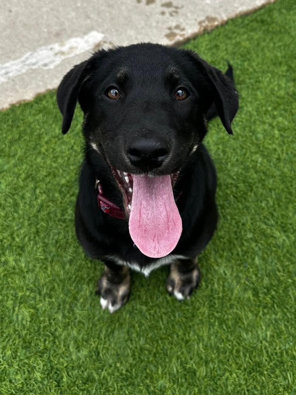Stefan, a Adoptable mixed breed in Cedar Rapids, IA image 3/6