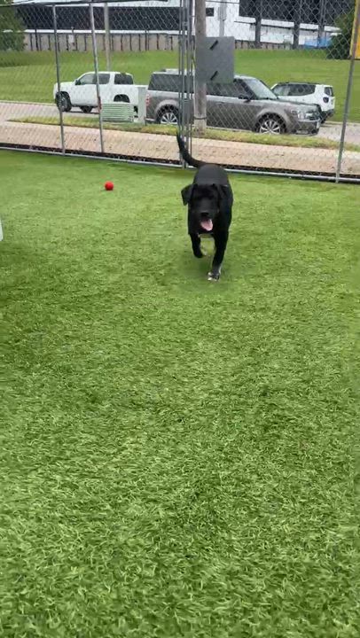 Enlarge Stefan, a Adoptable mixed breed in Cedar Rapids, IA video 6/6