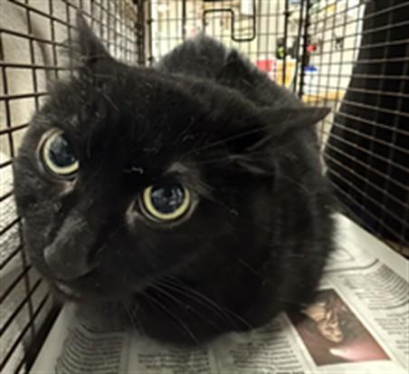 BELLA PENNY LOU, Adoptable, Adult Female Domestic Short Hair.