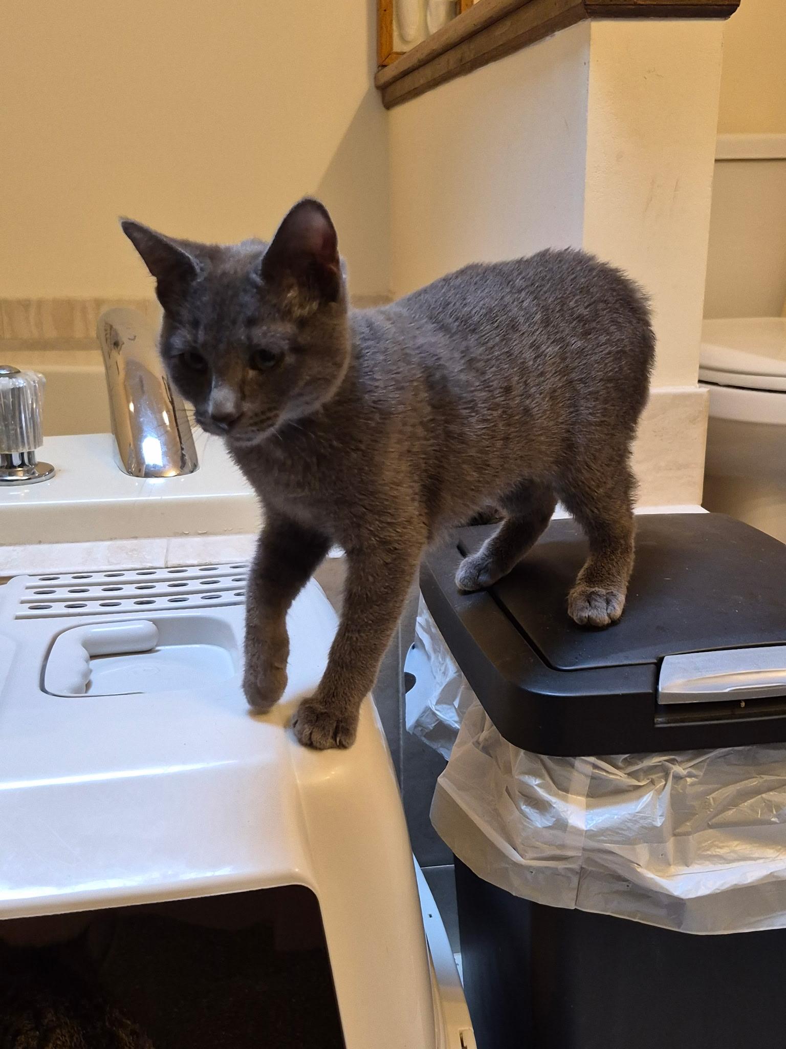 Chloe, a Adoptable Domestic Short Hair in Galloway, NJ image 1/2