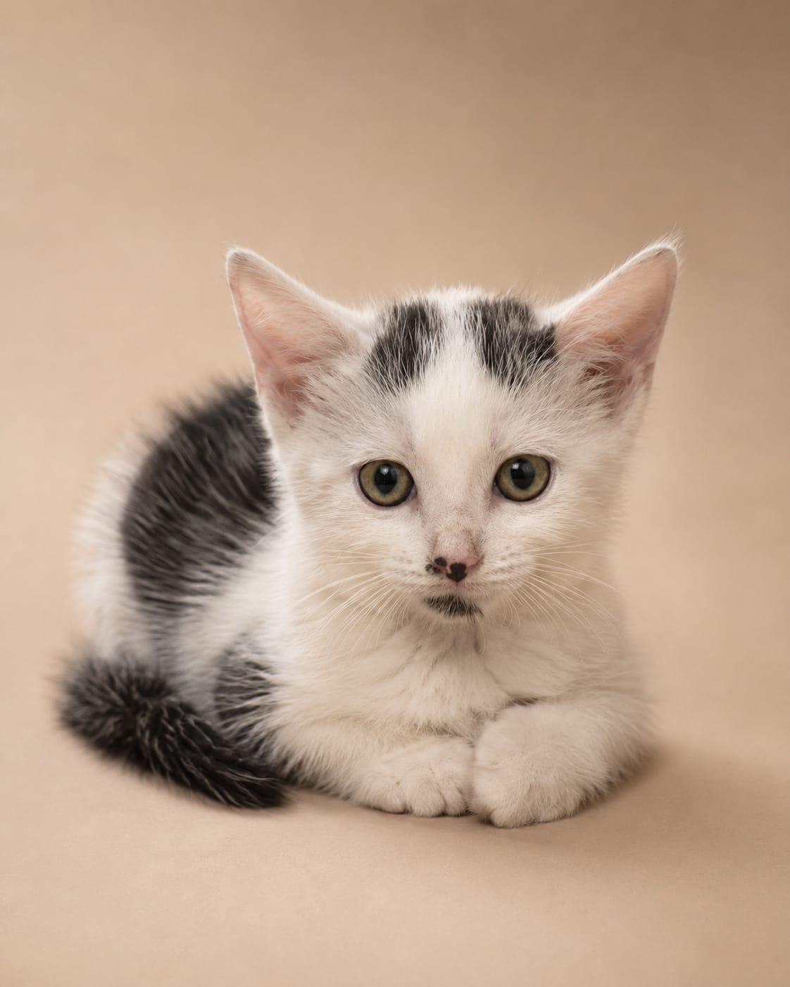 Carin, ADOPTABLE, Kitten Male American Shorthair.