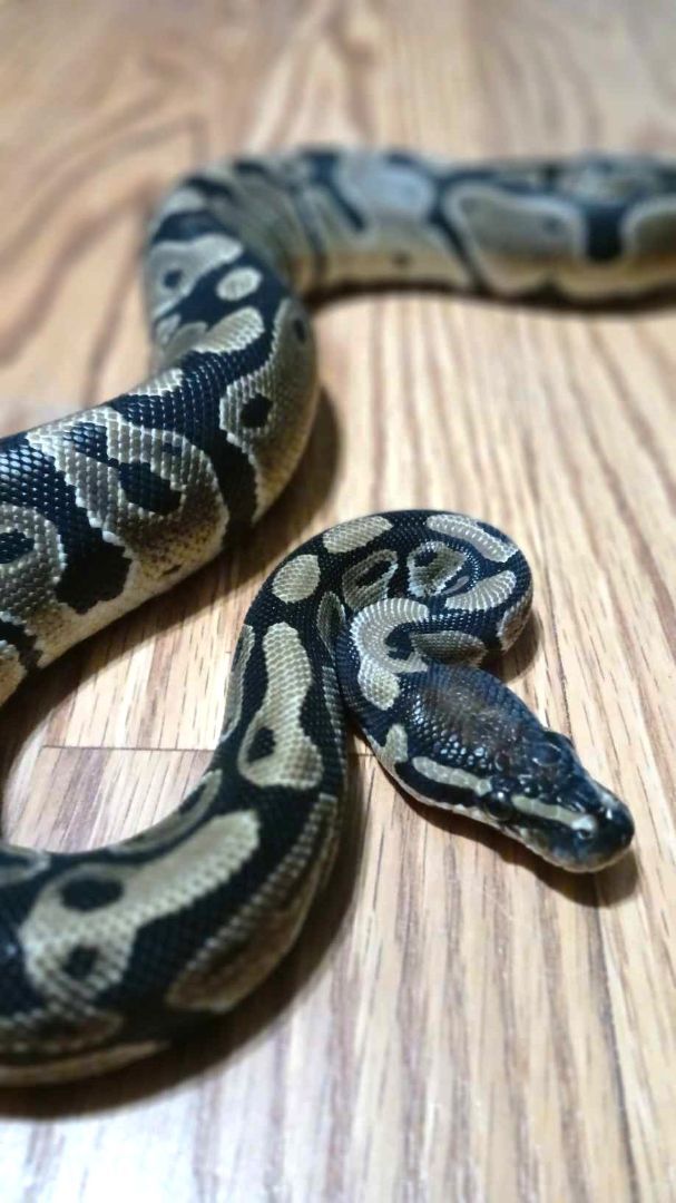 Carmello, Adoptable, Young Unknown Ball Python.