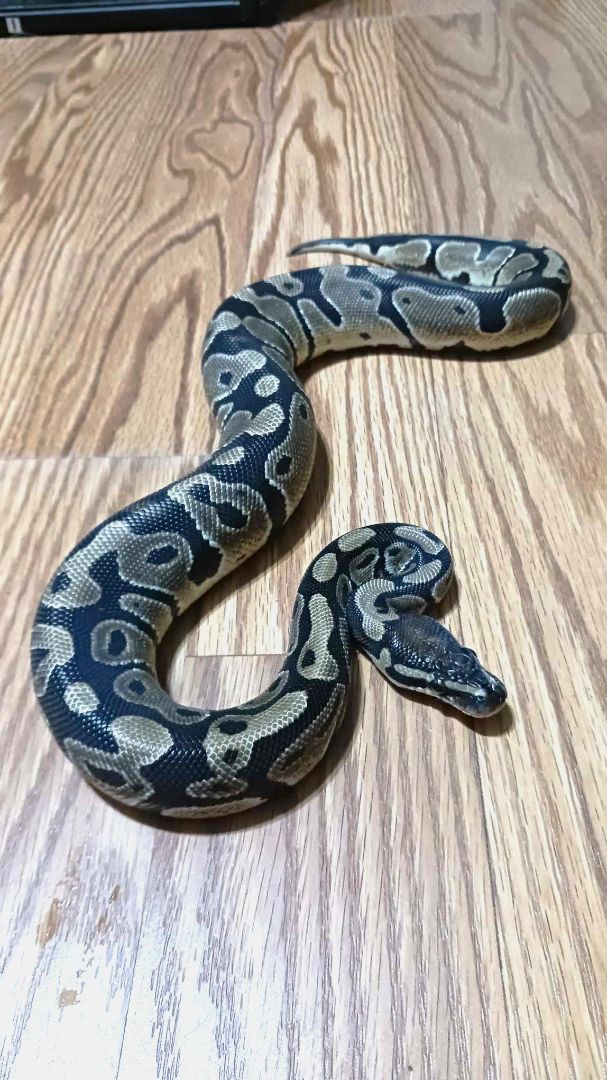 Enlarge Carmello, a Adoptable Ball Python in Wilmington, NC image 3/6