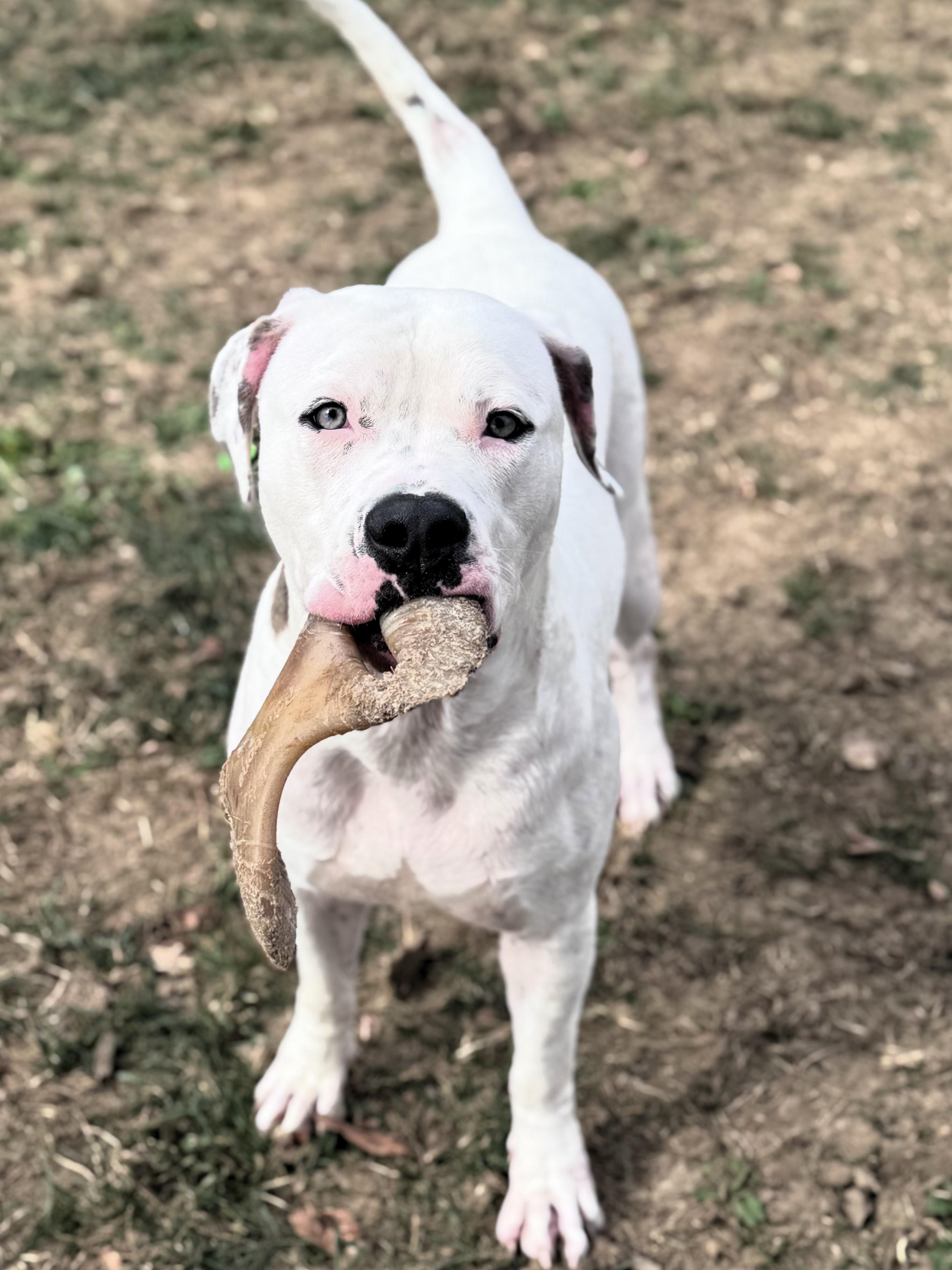 Angel, a Adoptable mixed breed in Pekin, IL image 3/4