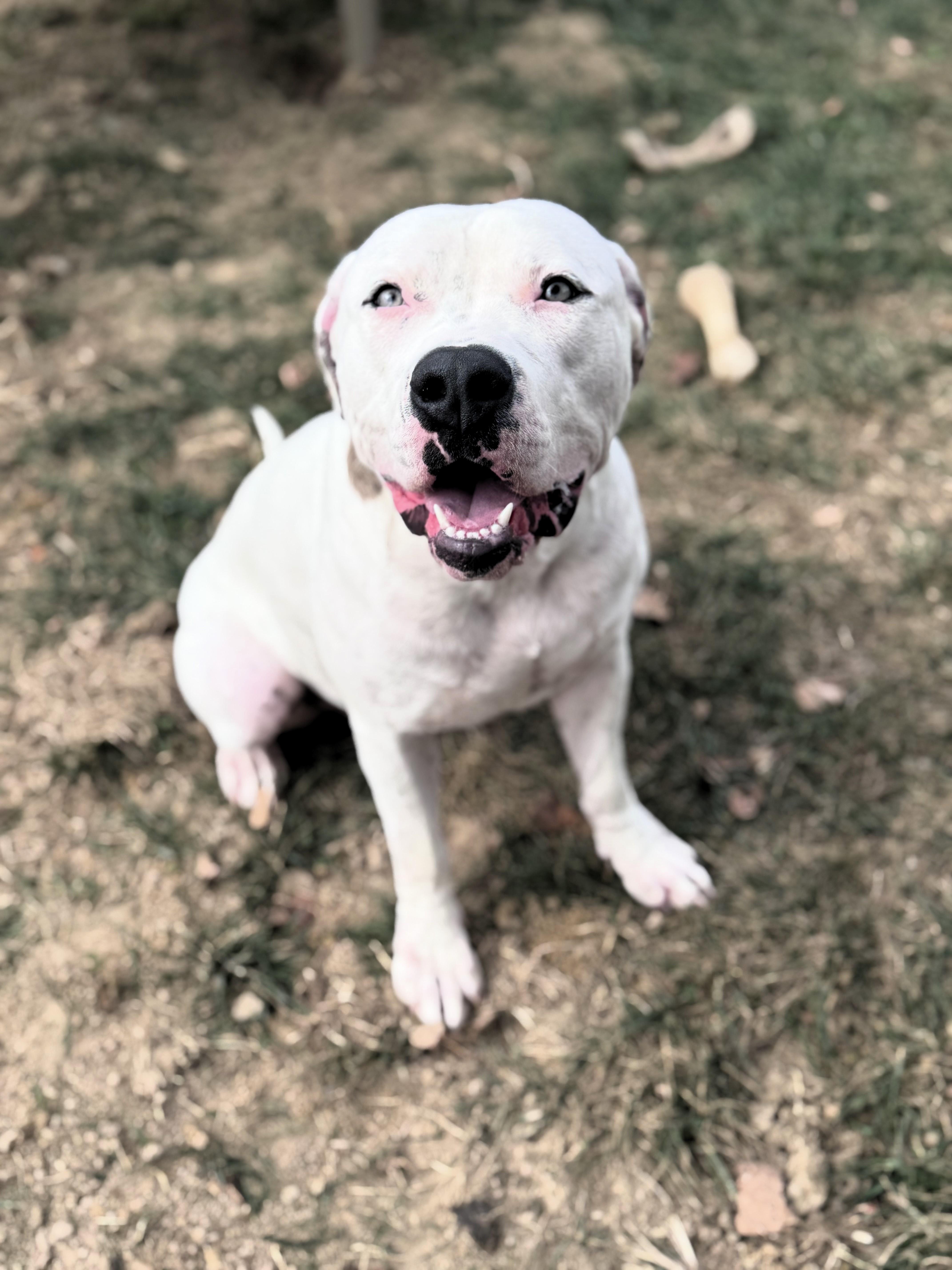 Angel, a Adoptable mixed breed in Pekin, IL image 1/4