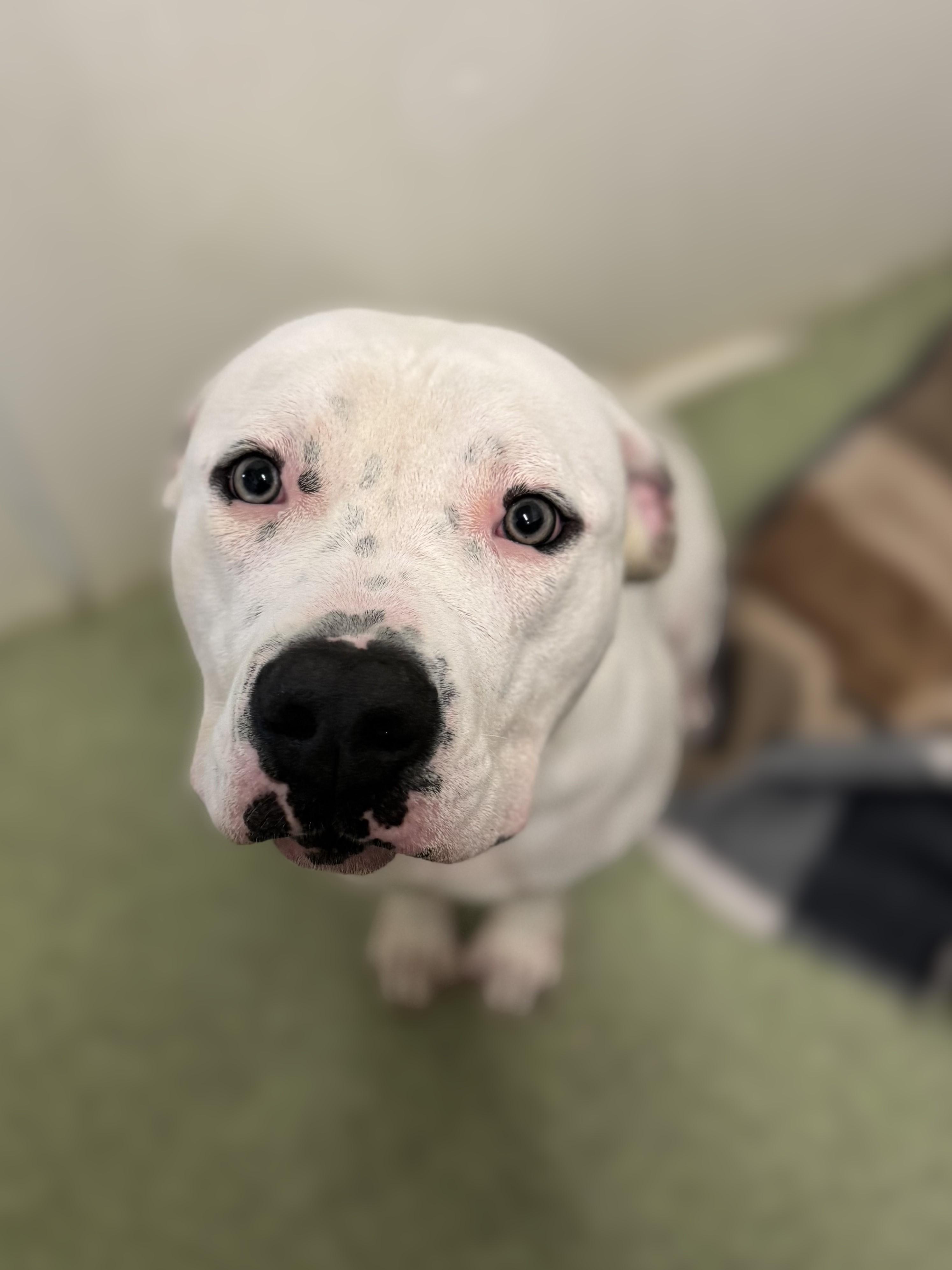 Angel, a Adoptable mixed breed in Pekin, IL image 2/4