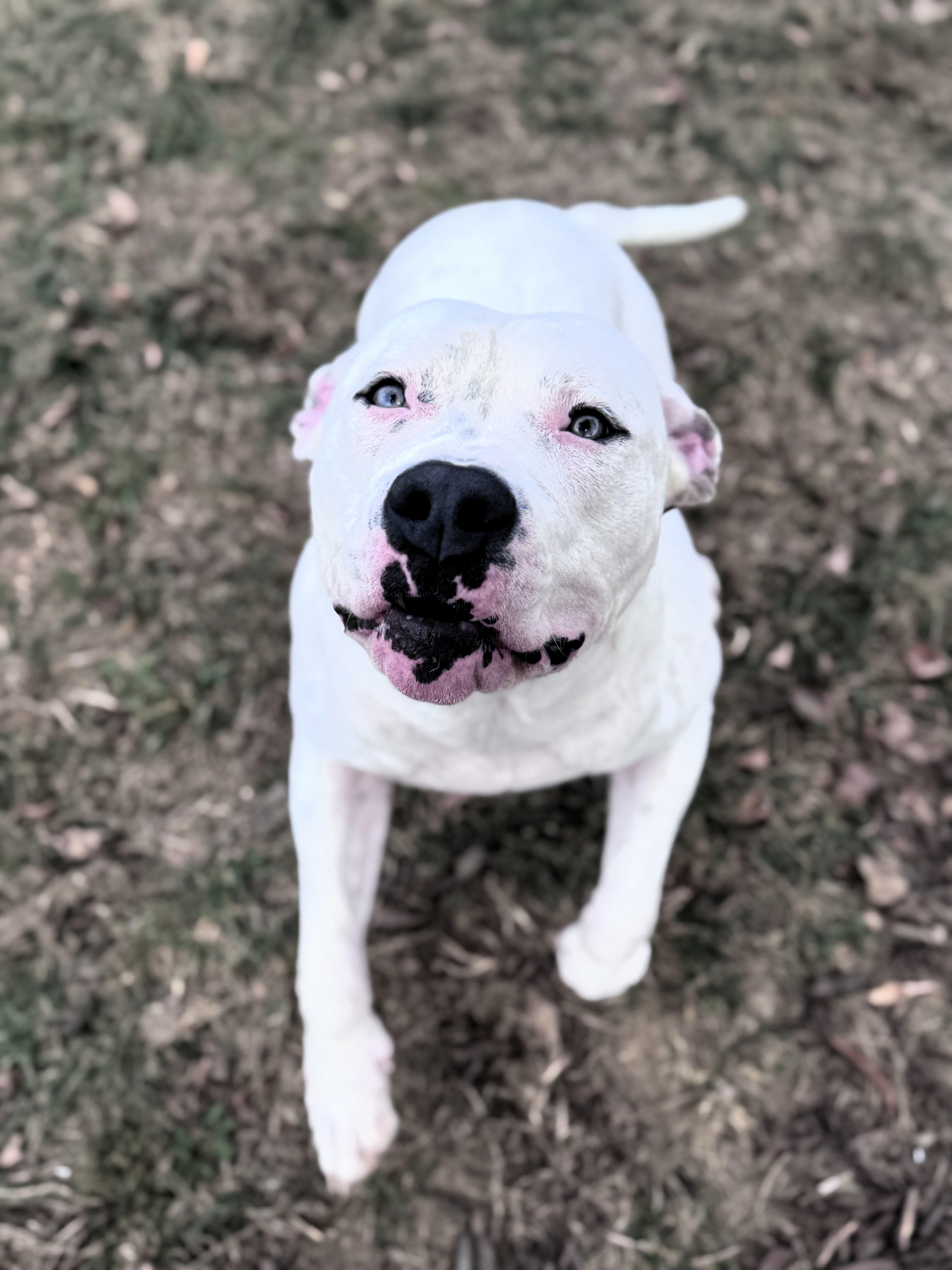 Angel, a Adoptable mixed breed in Pekin, IL image 4/4