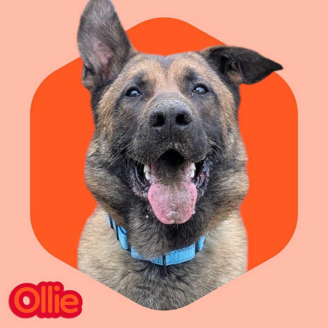 Ollie, adopted, Young Male Belgian Shepherd / Malinois & German Shepherd Dog.