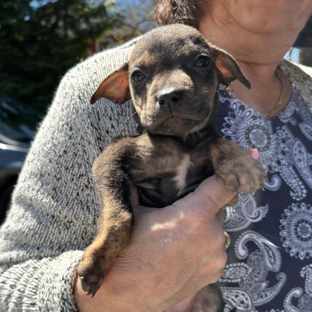 NY Sadie (Foster in Lagrangeville NY), Adoptable, Puppy Female English Bulldog & Mixed Breed.
