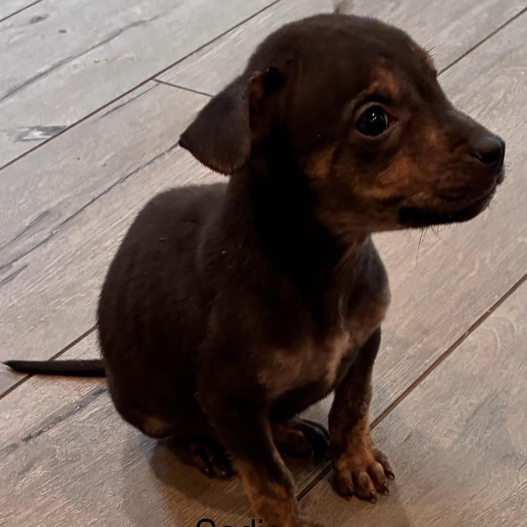 Enlarge NY Sadie (Foster in Lagrangeville NY), a Adoptable mixed breed in Stormville, NY image 2/6