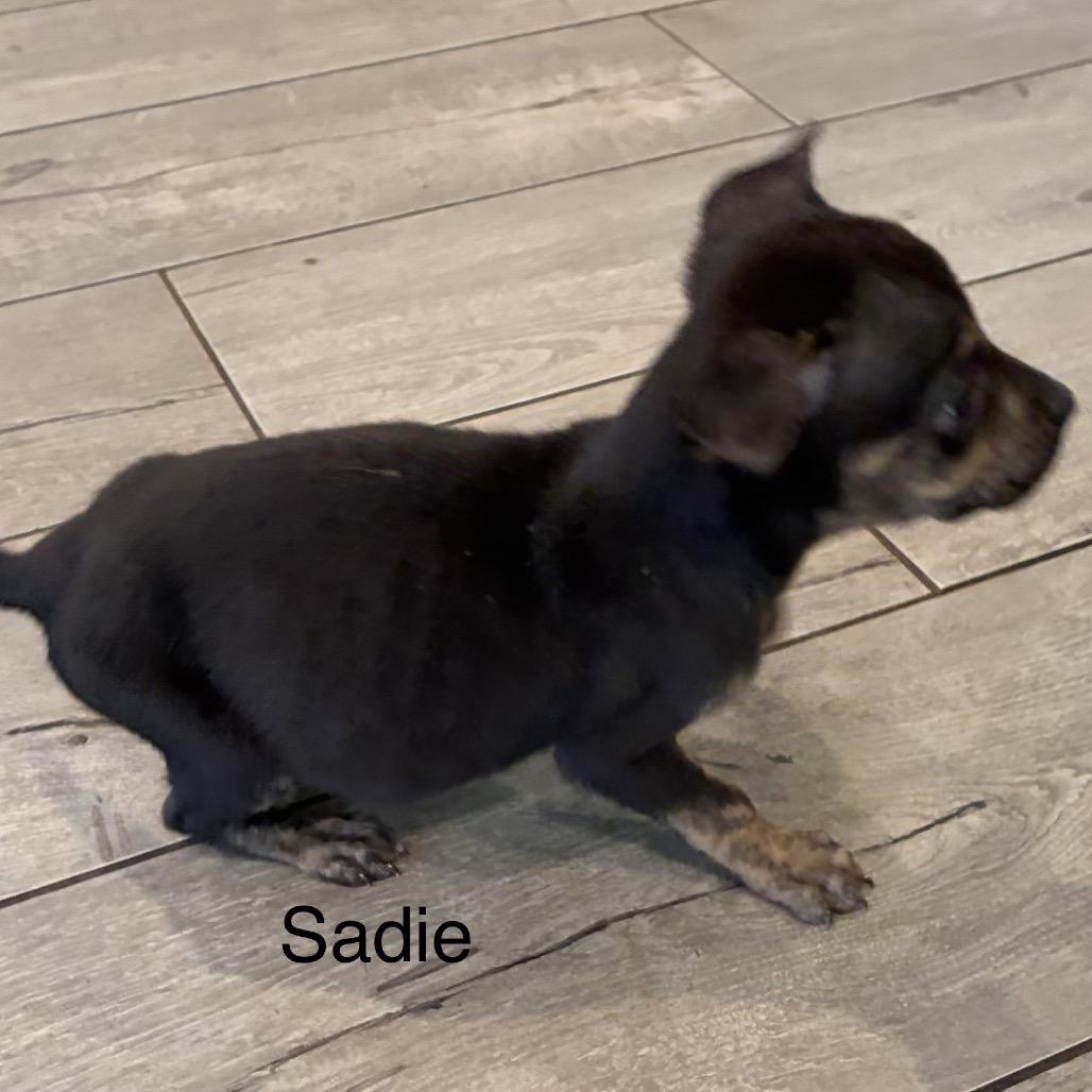 Enlarge NY Sadie (Foster in Lagrangeville NY), a Adoptable mixed breed in Stormville, NY image 3/6