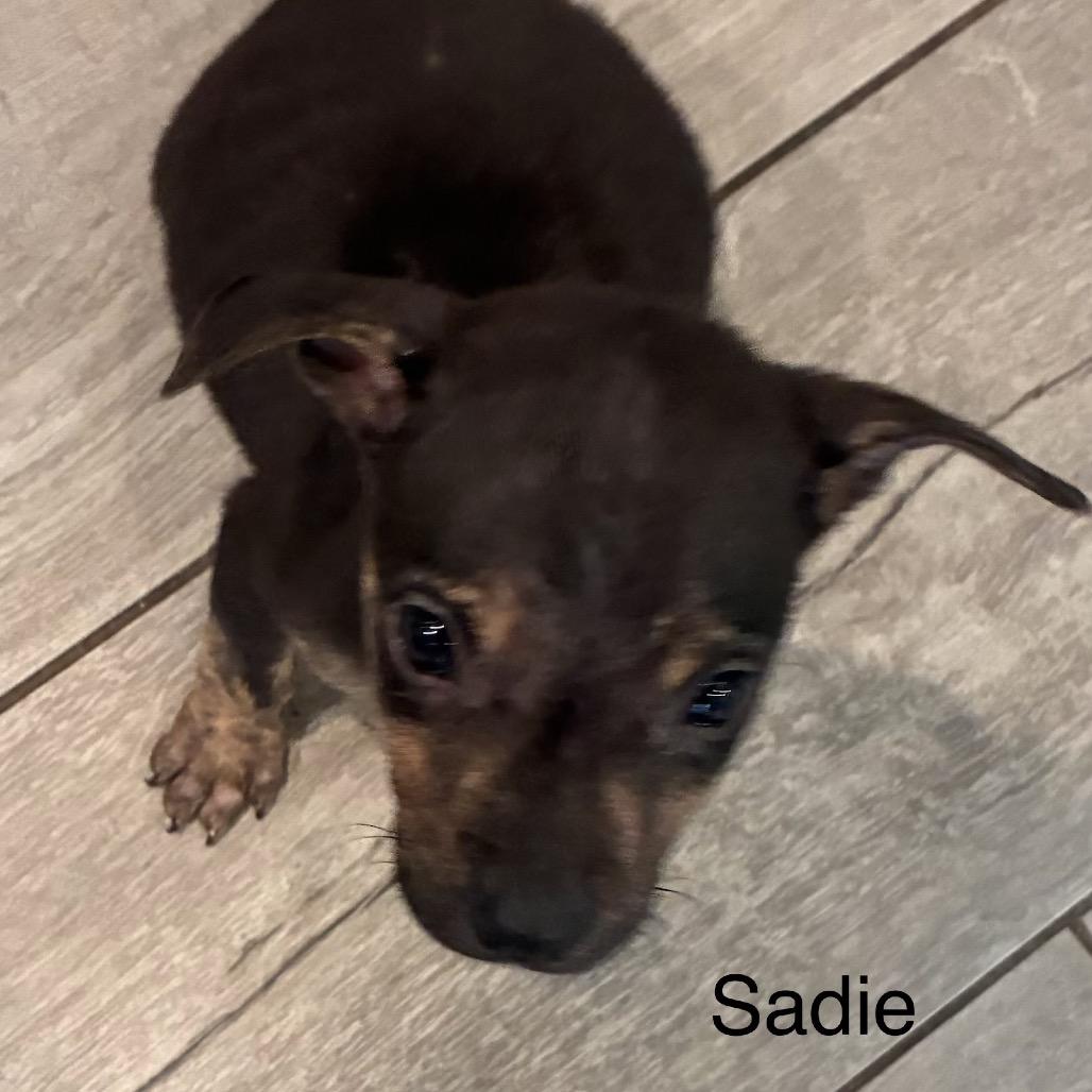 Enlarge NY Sadie (Foster in Lagrangeville NY), a Adoptable mixed breed in Stormville, NY image 4/6