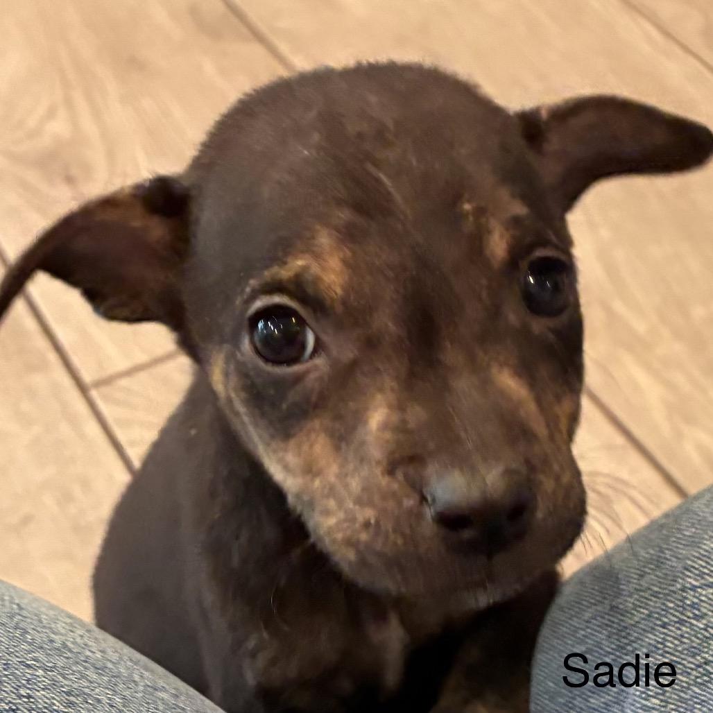 Enlarge NY Sadie (Foster in Lagrangeville NY), a Adoptable mixed breed in Stormville, NY image 5/6