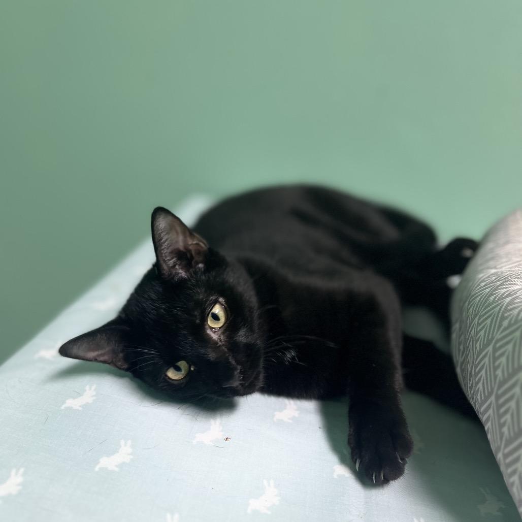 Clark, Adoptable, Young Male American Shorthair.