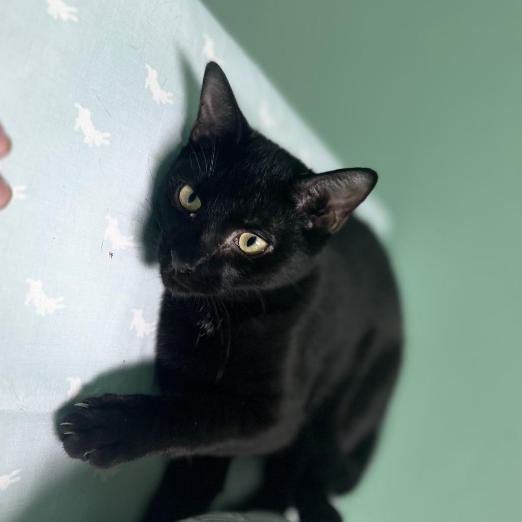 Enlarge Clark, a Adoptable American Shorthair in Melrose, FL image 2/3