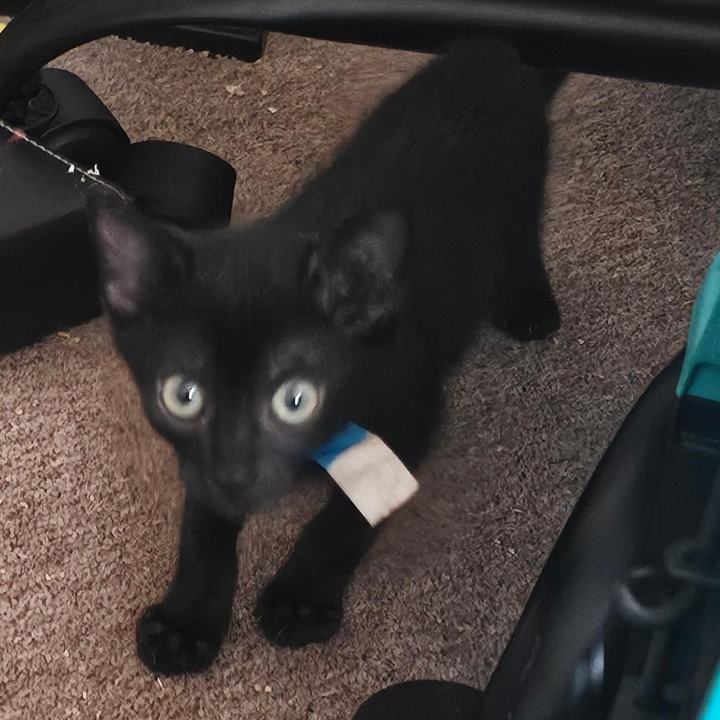 Enlarge Clark, a Adoptable American Shorthair in Melrose, FL image 3/3