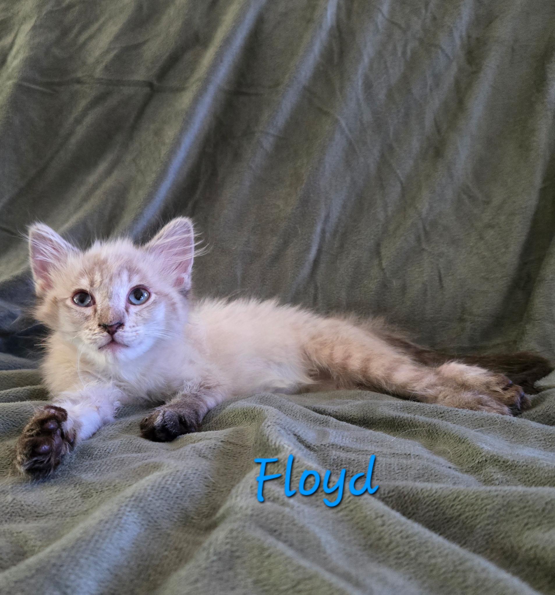 Enlarge KITTENS- Pink and Floyd, a ADOPTABLE mixed breed in Granby, CT image 4/4