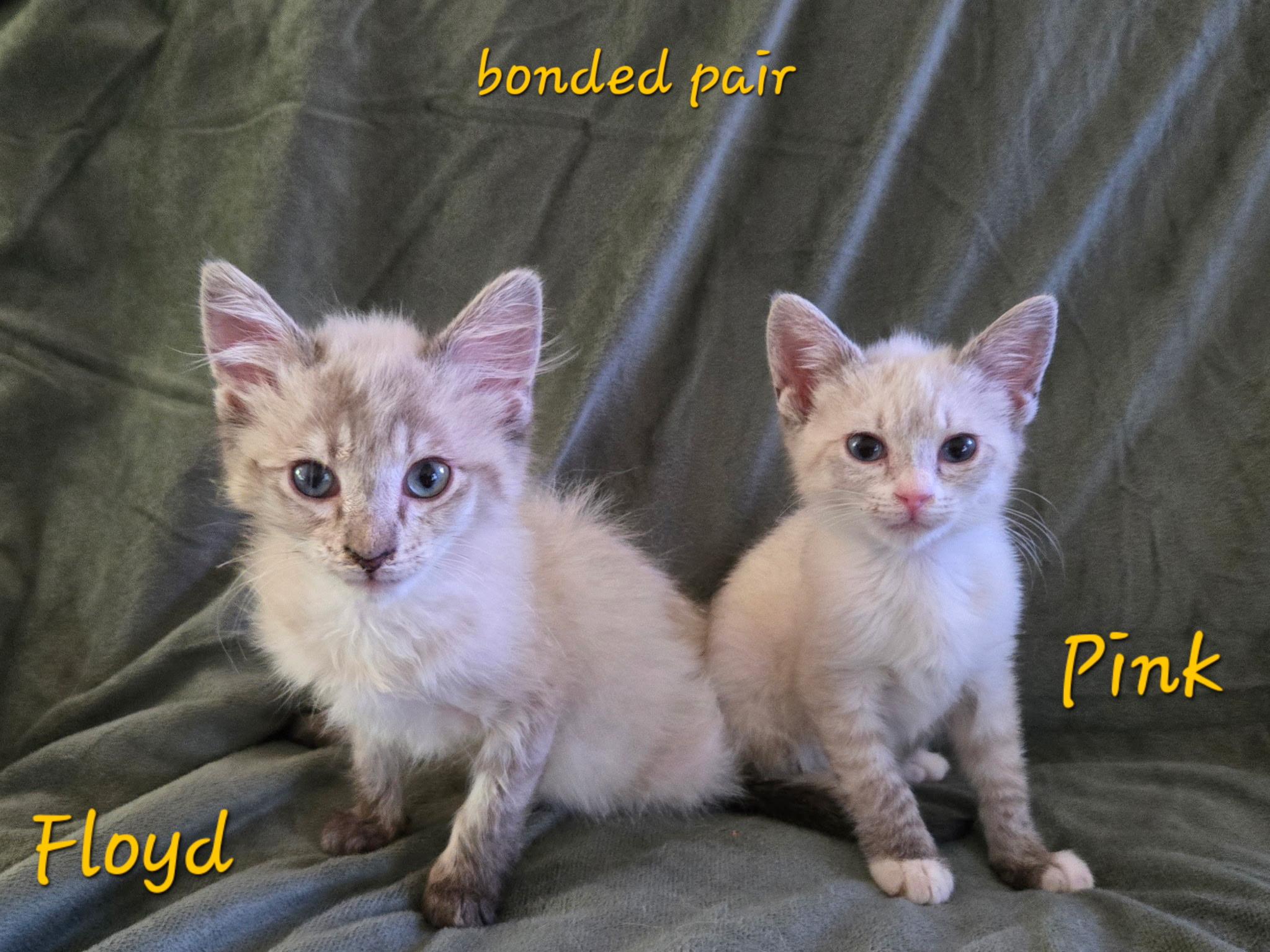 KITTENS- Pink and Floyd, ADOPTABLE, Kitten Female Ragdoll & Siamese.